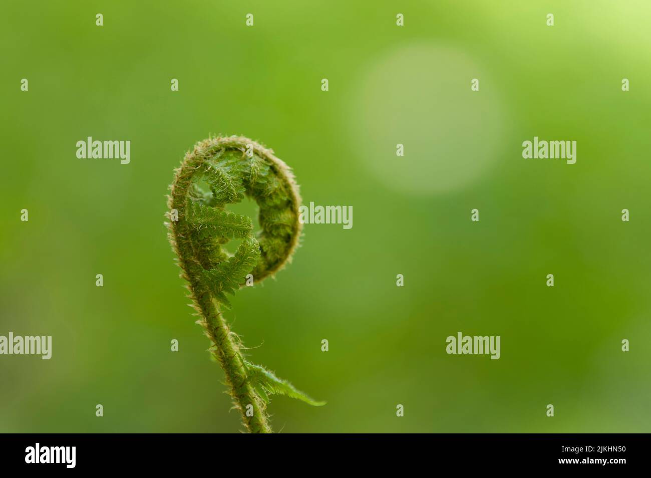 Pousse d'une jeune plante de fougères, printemps dans le parc national de Hainich, Allemagne, Thuringe Banque D'Images