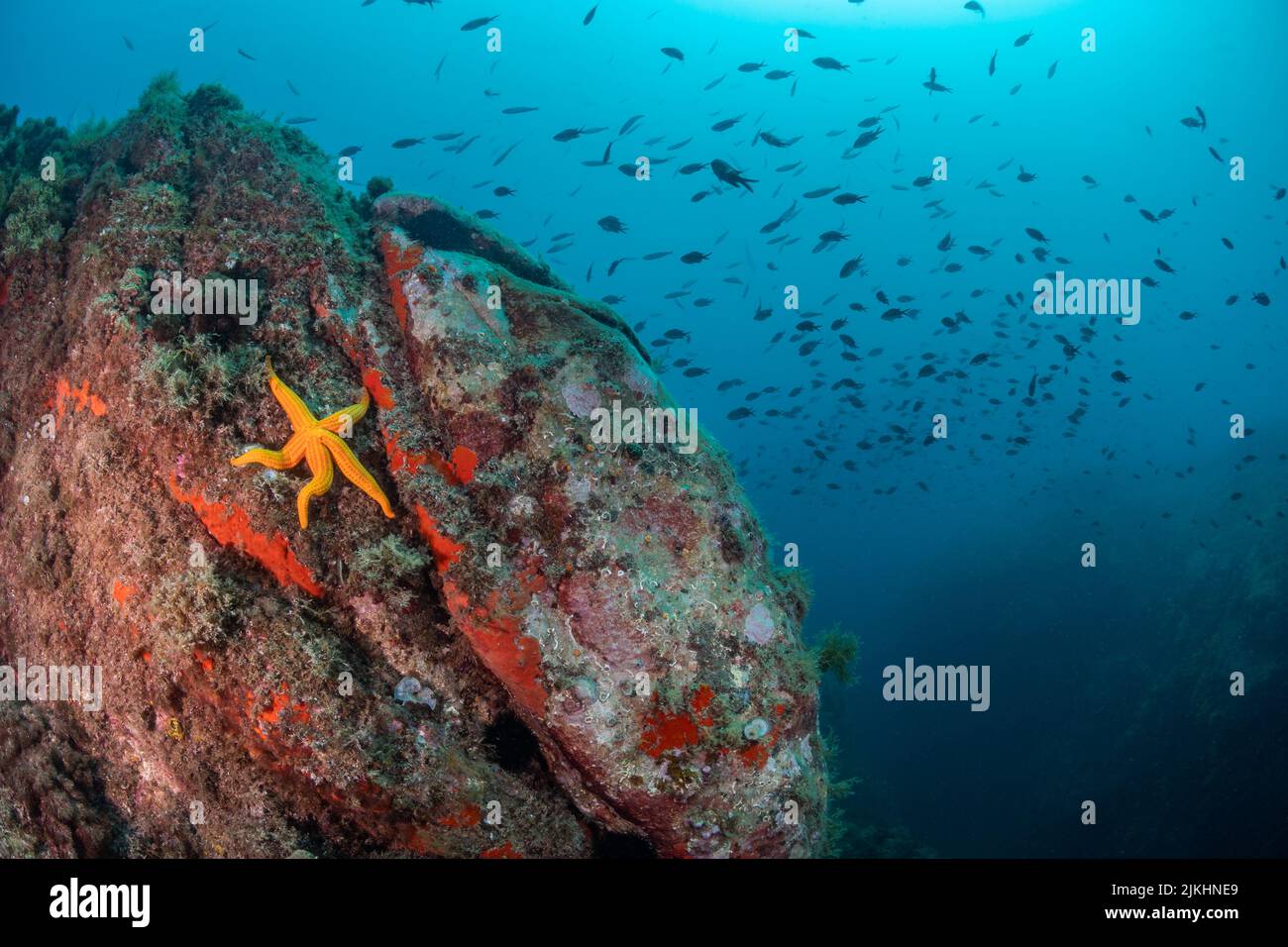 Un gros plan de l'étoile de mer sur la roche avec de nombreux poissons en arrière-plan sous l'eau Banque D'Images