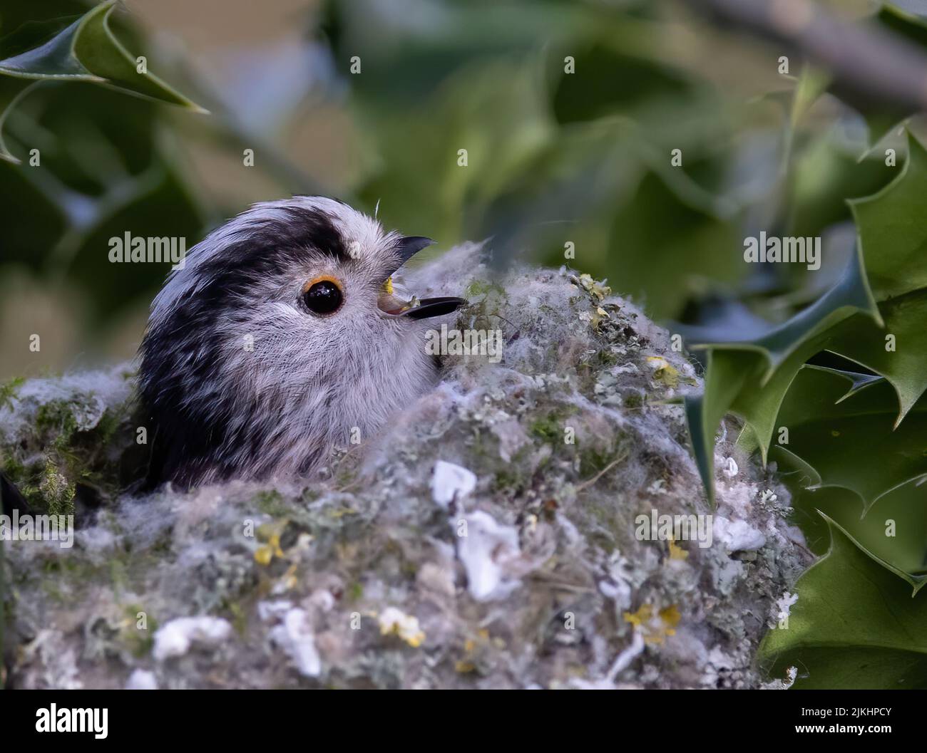 un gros plan d'oiseau gris dans son nid Banque D'Images