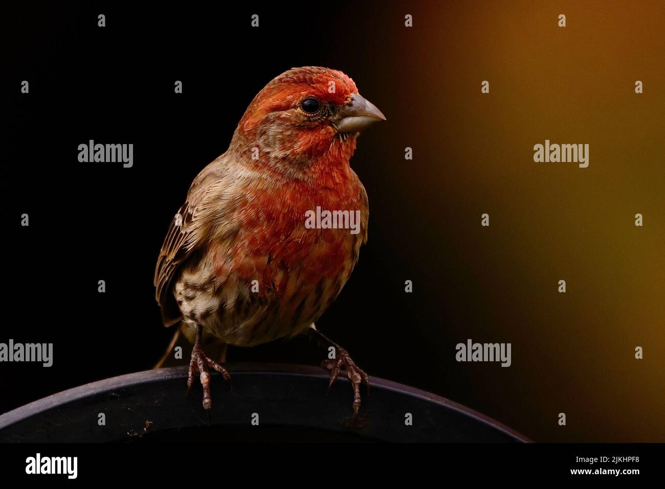 Photo sélective d'un petit oiseau de finch violet debout sur une tige en métal avec un arrière-plan flou Banque D'Images
