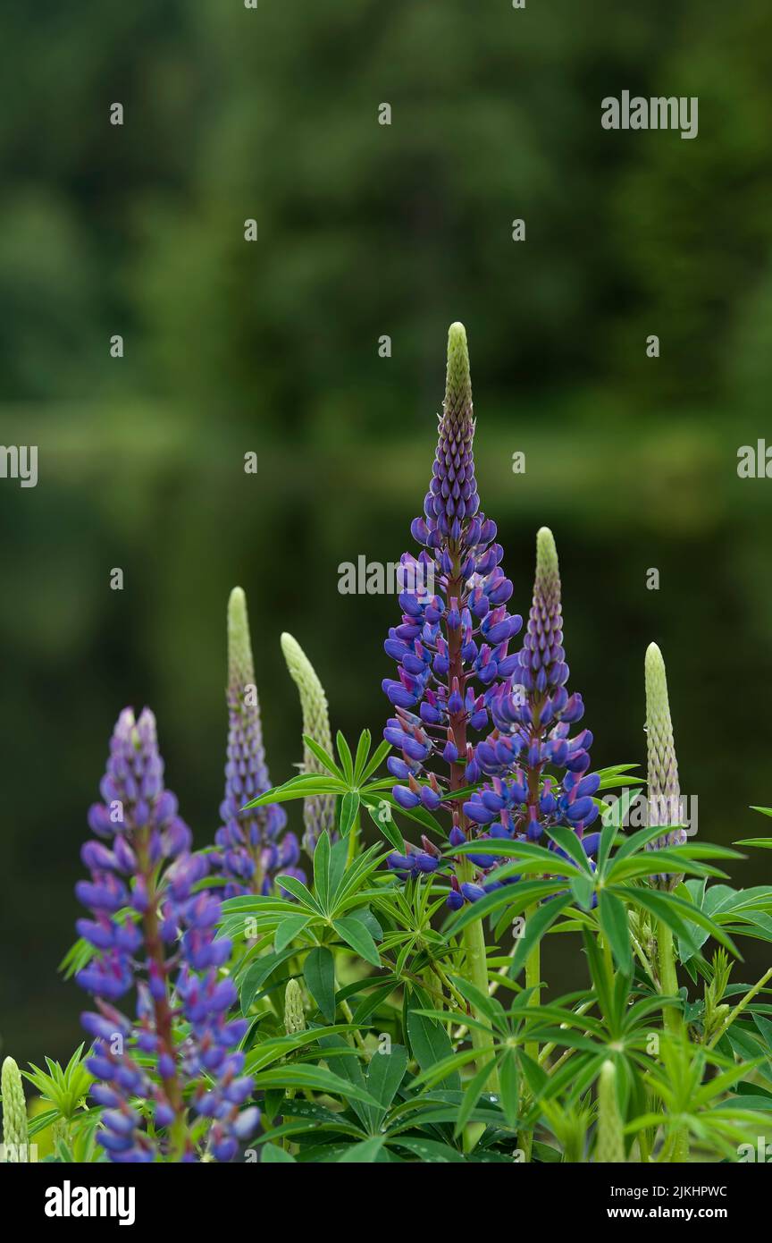 Les lupins fleurissent sur les rives du lac, Tourbière de Lispach près de la Bresse, France, région du Grand est, montagnes des Vosges, Parc naturel régional des ballons des Vosges Banque D'Images