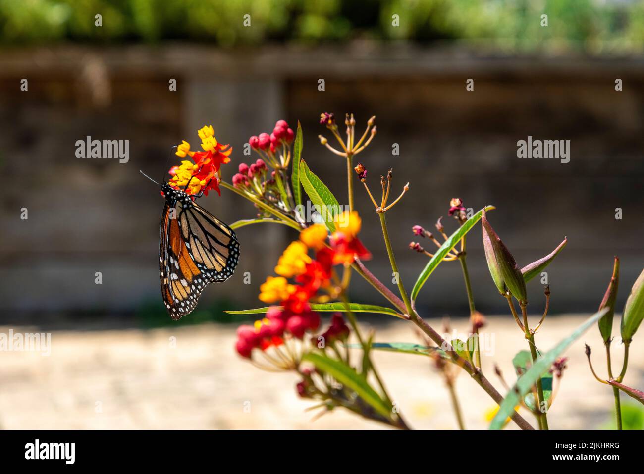 Fleurs et papillons colorés dans le jardin botanique d'Auckland en Nouvelle-Zélande Banque D'Images