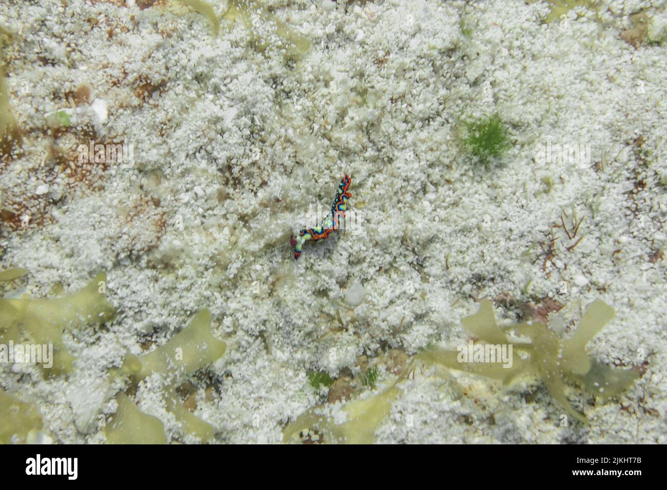 Nudibrach Banque D'Images