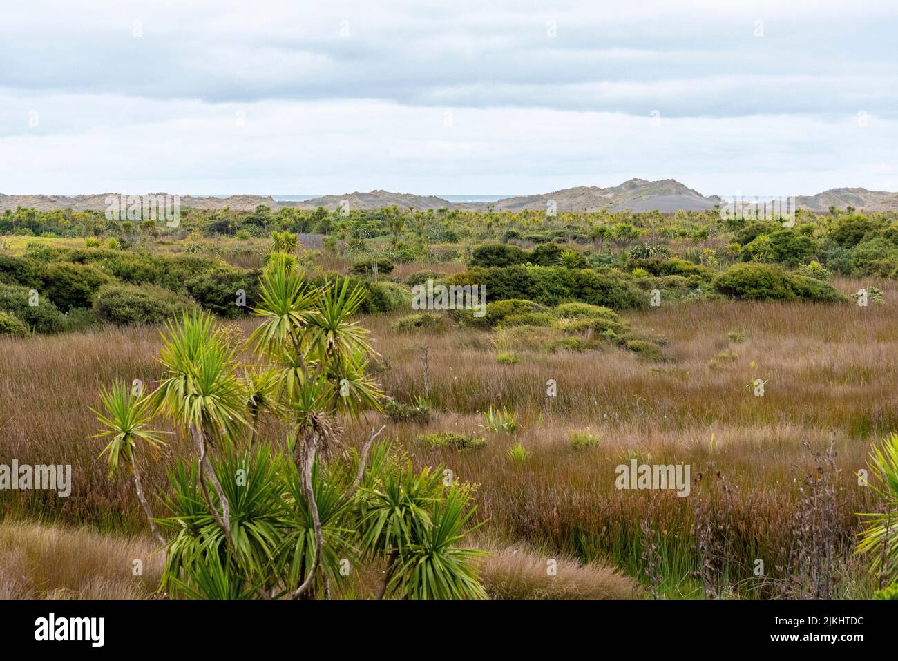 Belle végétation à la plage de Whatipu à Auckland, Nouvelle-Zélande Banque D'Images Belle végétation à la plage de Whatipu à Auckland, Nouvelle-Zélande Banque D'Images