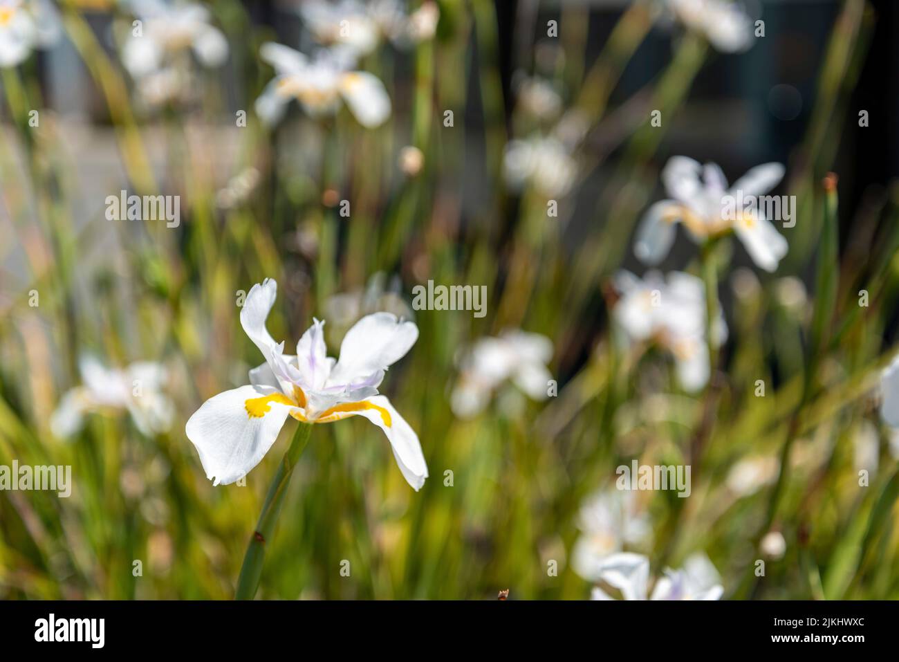 Floraison de l'iris sauvage, Nouvelle-Zélande Banque D'Images