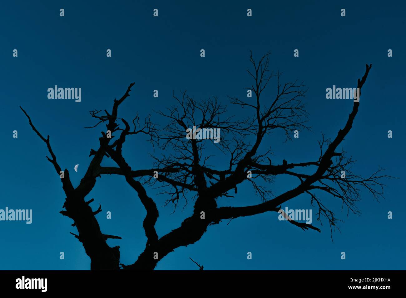 Une silhouette d'arbre avec le croissant de lune en arrière-plan Banque D'Images