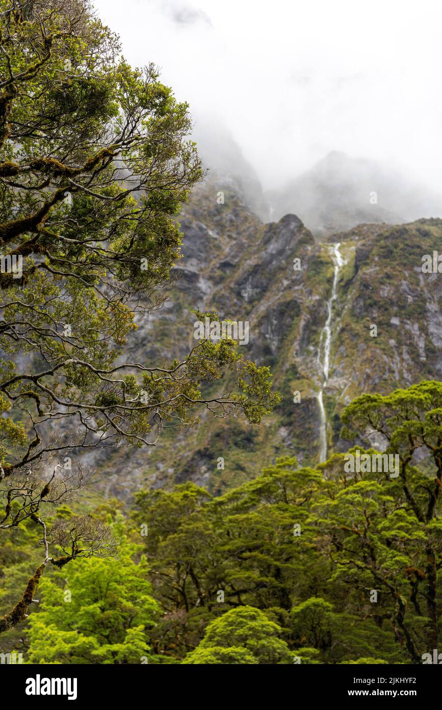 Branches surcultivées d'un vieux arbre dans la forêt tropicale des Alpes du Sud, île du Sud de la Nouvelle-Zélande Banque D'Images