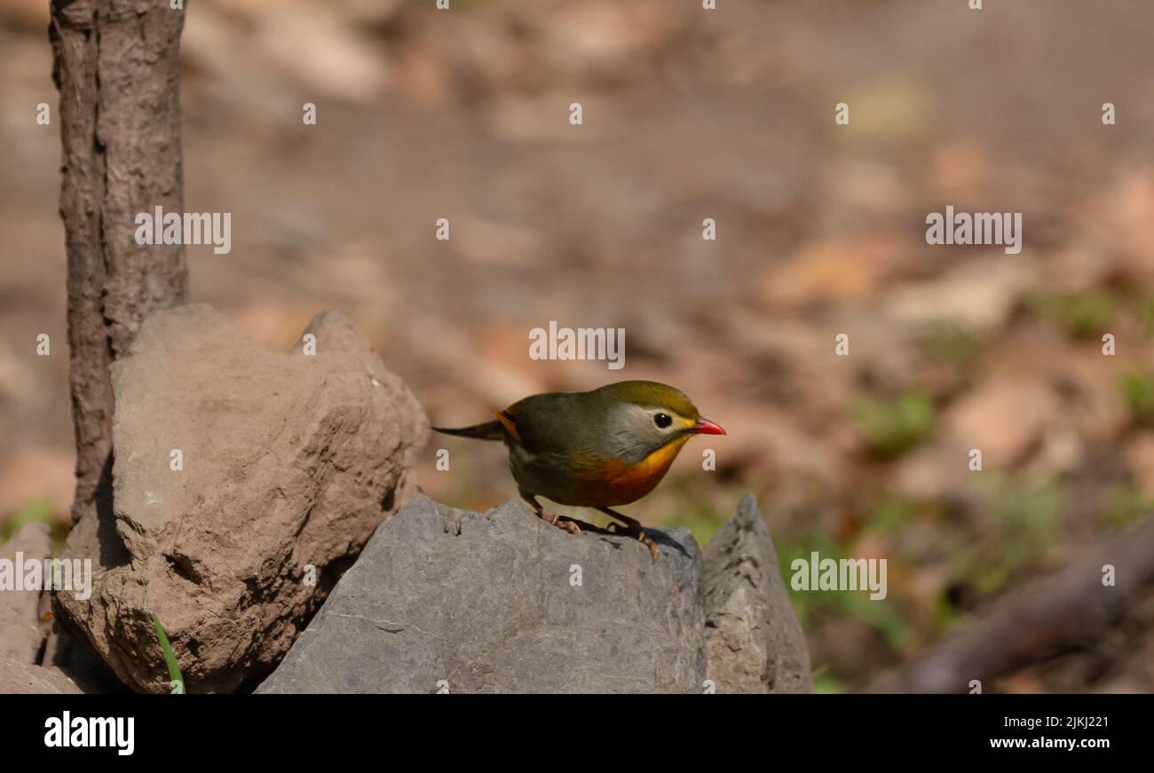 Un oiseau de leiothrix à bec rouge perçant sur la pierre Banque D'Images