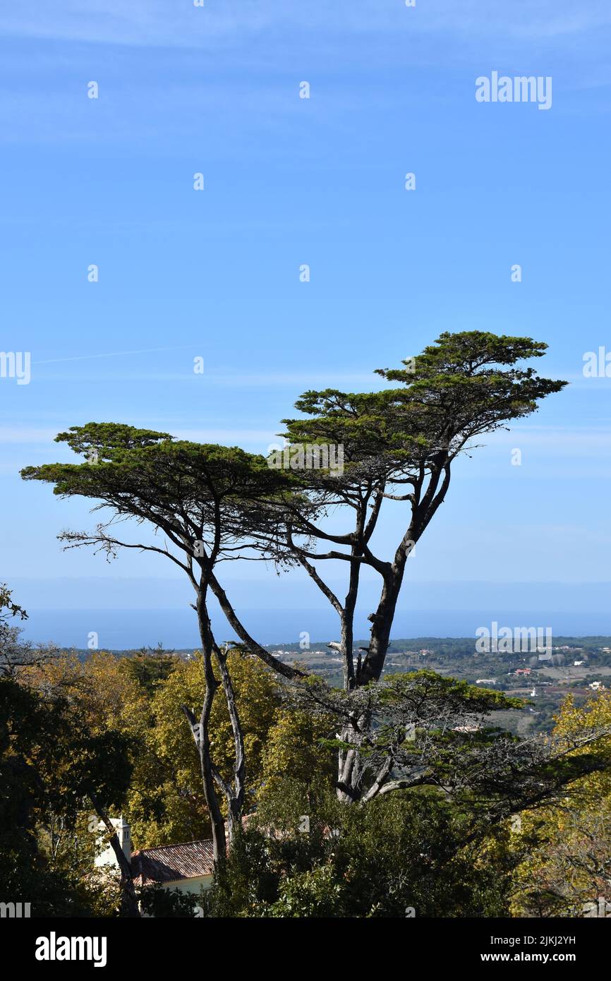 Une verticale d'arbre d'accord sur les collines de Sintra, Portugal Banque D'Images
