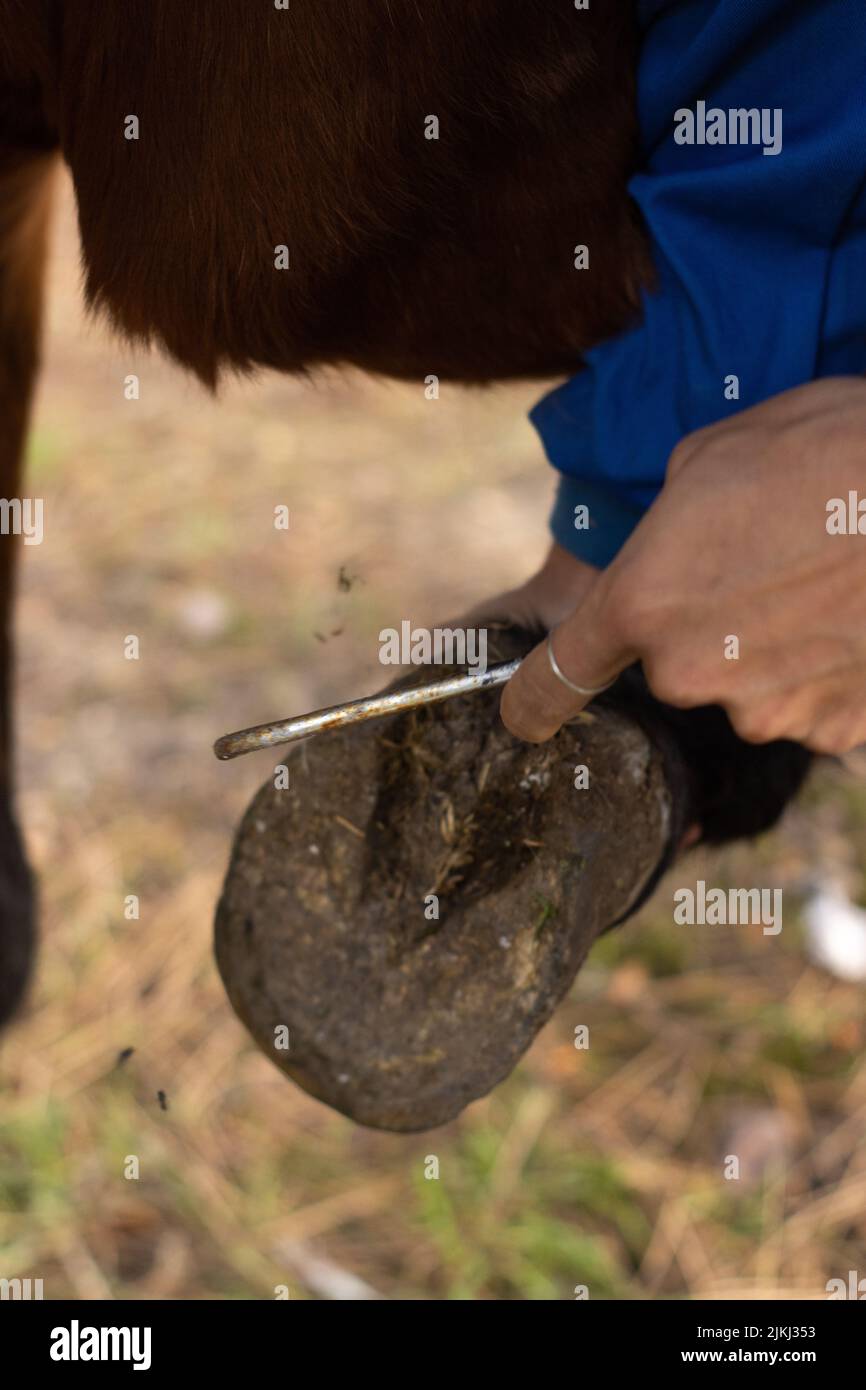 un fermier méconnaissable nettoie les sabots du cheval avec un crochet spécial. Gros plan vertical Banque D'Images