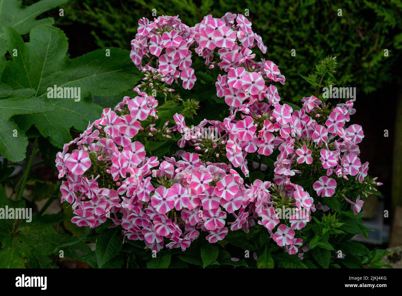 Phlox paniculata 'Peppermint Twist' en fleur. Jardin Phlox. Banque D'Images