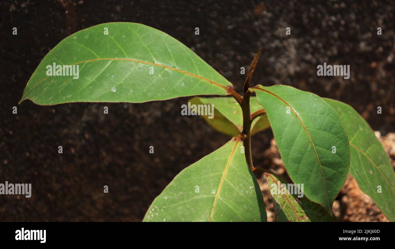 A closeup shot of an almond plant growing in the garden under the sunlight Banque D'Images