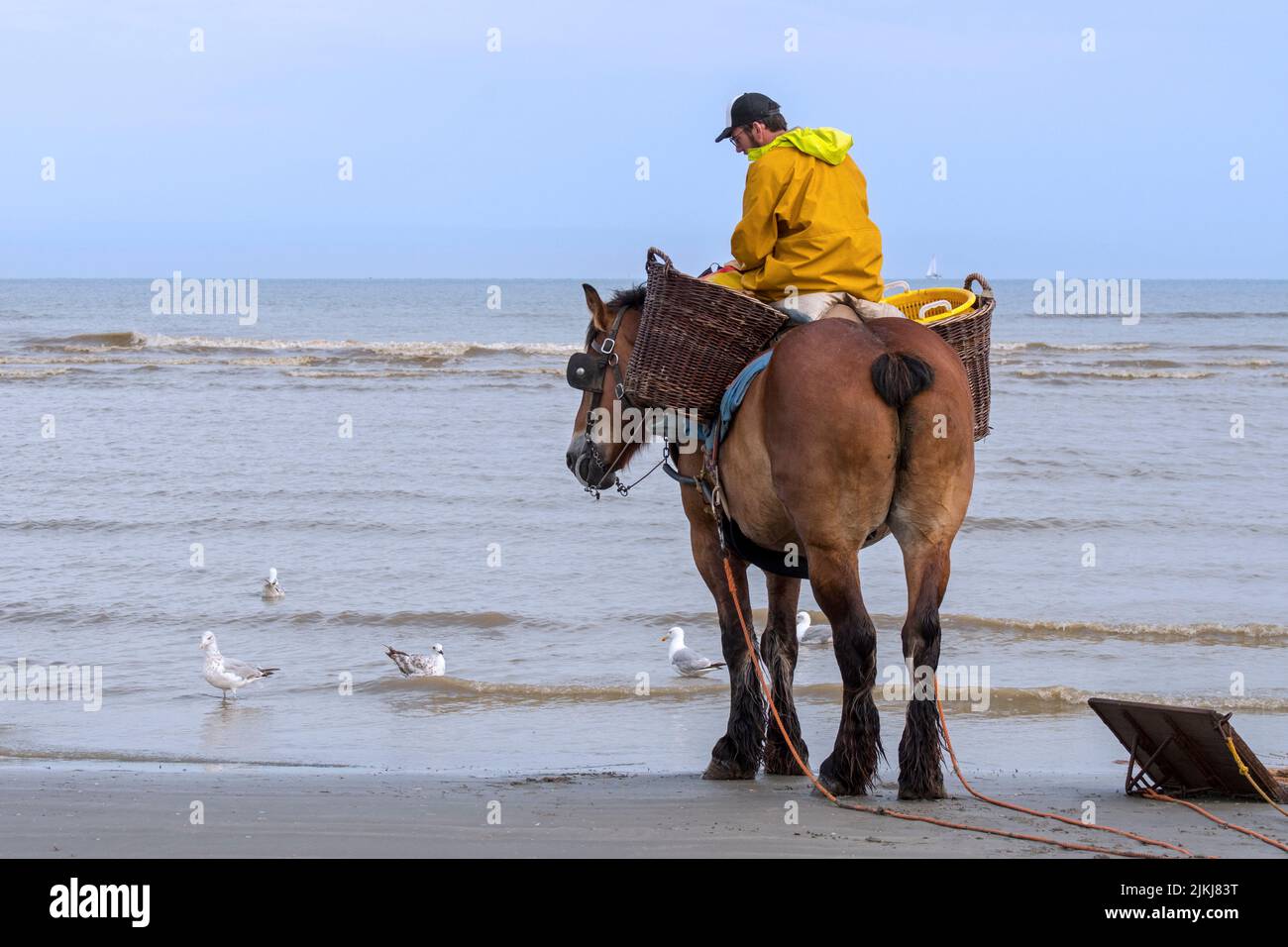 Shrimper sur projet de cheval (Equus caballus) avec la pêche des crevettes filet le long de la côte de la mer du Nord, Oostduinkerke, Belgique Banque D'Images