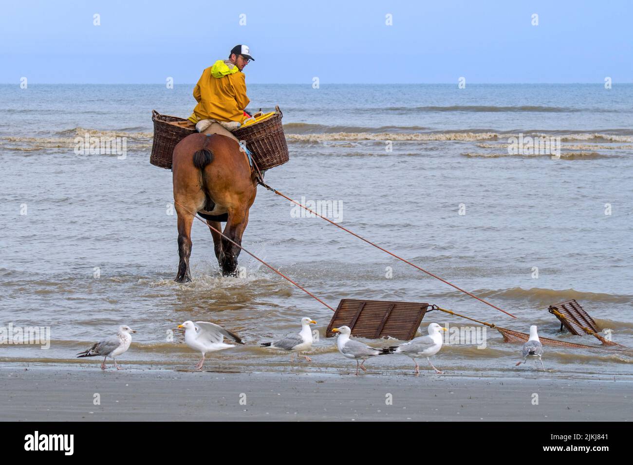 Shrimper sur projet de cheval (Equus caballus) avec la pêche des crevettes filet le long de la côte de la mer du Nord, Oostduinkerke, Belgique Banque D'Images