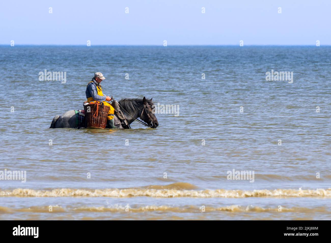 Shrimper sur projet de cheval (Equus caballus) avec la pêche des crevettes filet le long de la côte de la mer du Nord, Oostduinkerke, Belgique Banque D'Images