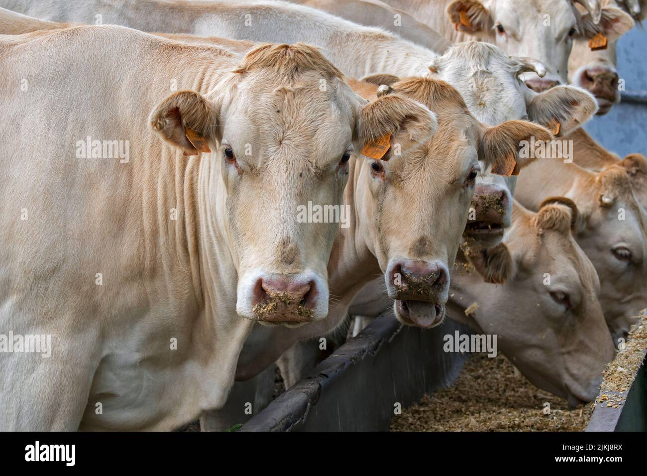 Troupeau de vaches Charolais blanches, race française de bovins de taurine, mangeant du fourrage / fourrage de la gouttière / mangeoire dans le champ Banque D'Images