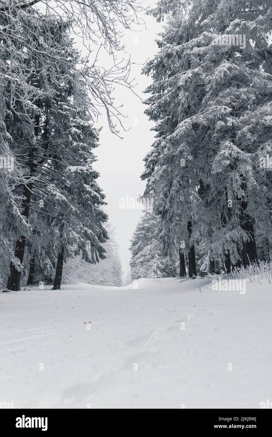 Une belle scène d'hiver de sapins enneigés dans la forêt Banque D'Images