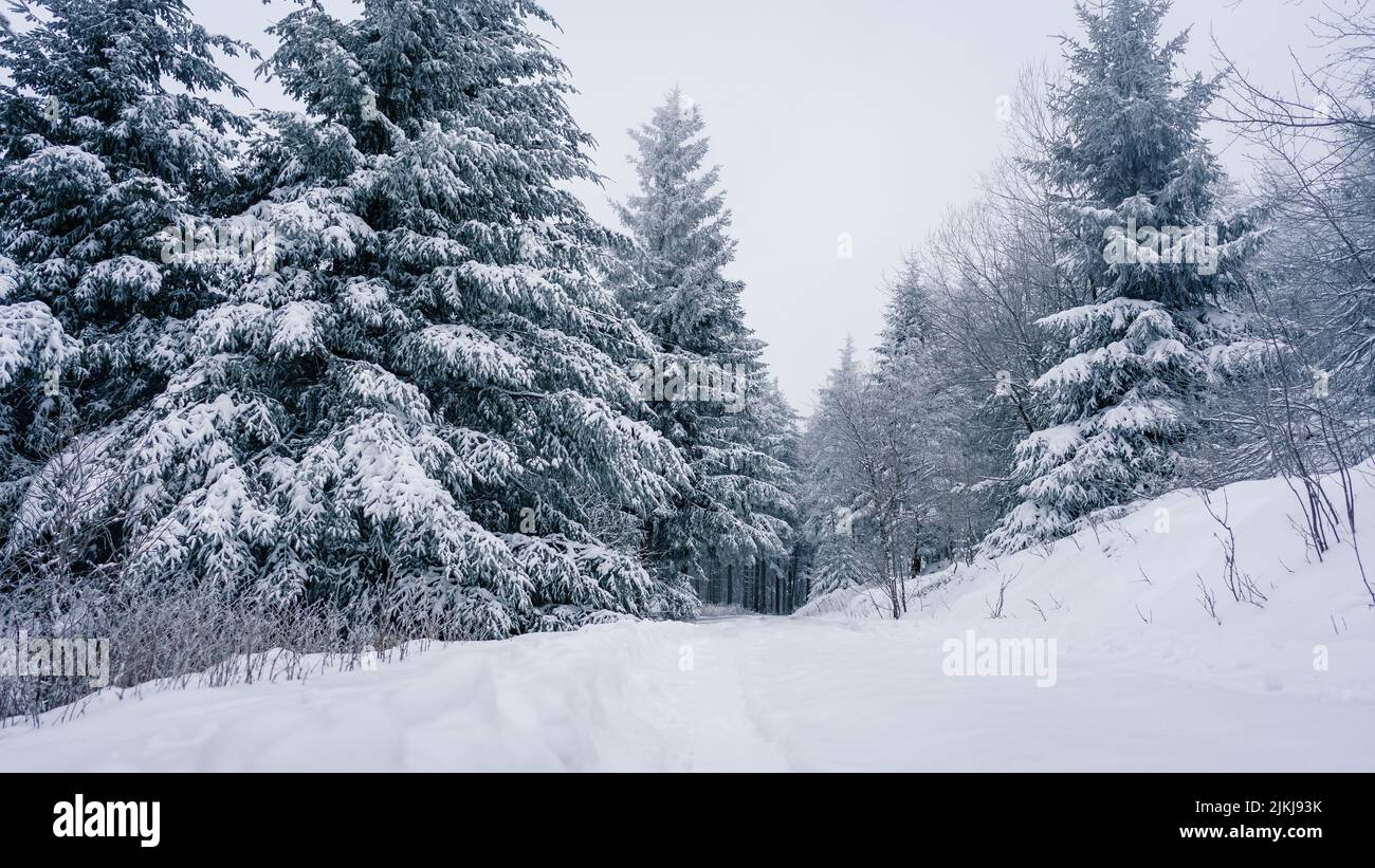 Une belle scène d'hiver de sapins enneigés dans la forêt Banque D'Images