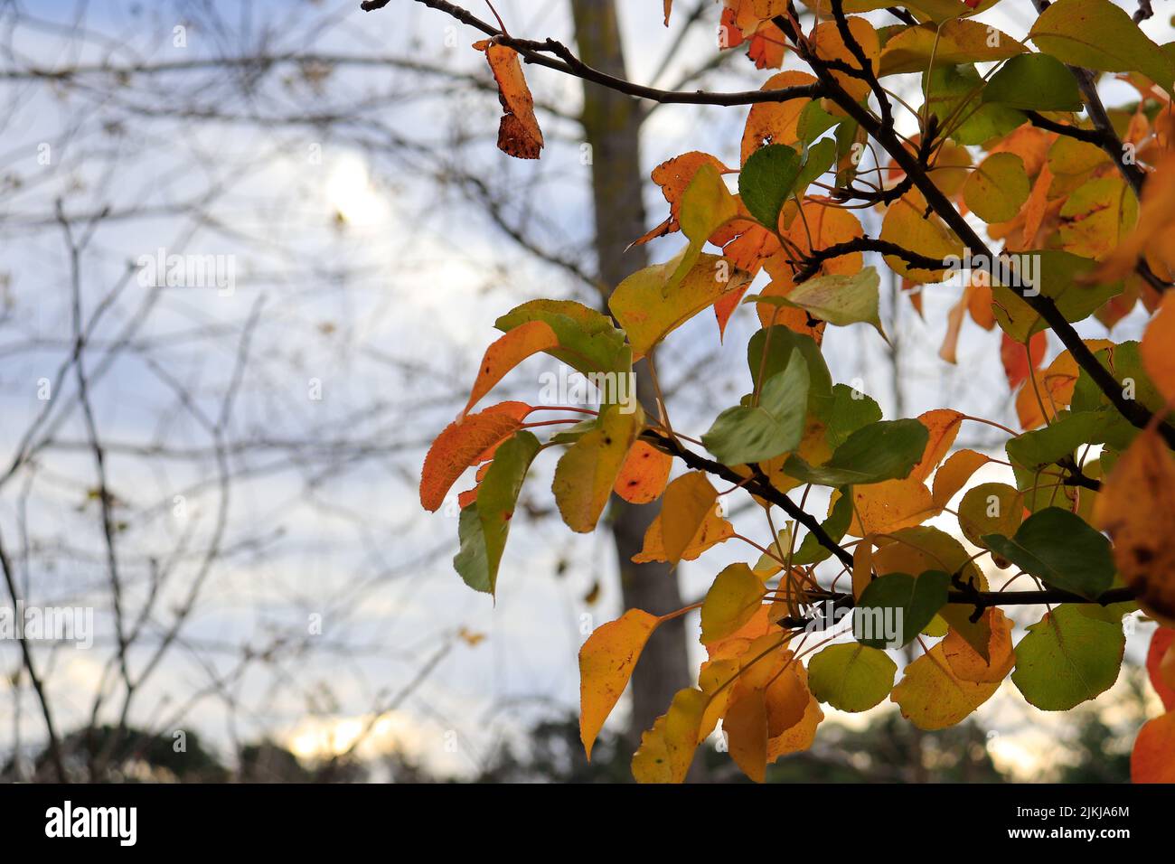 Un gros plan de feuilles d'automne colorées dans les Southern Highlands, en Nouvelle-Galles du Sud, en Australie Banque D'Images