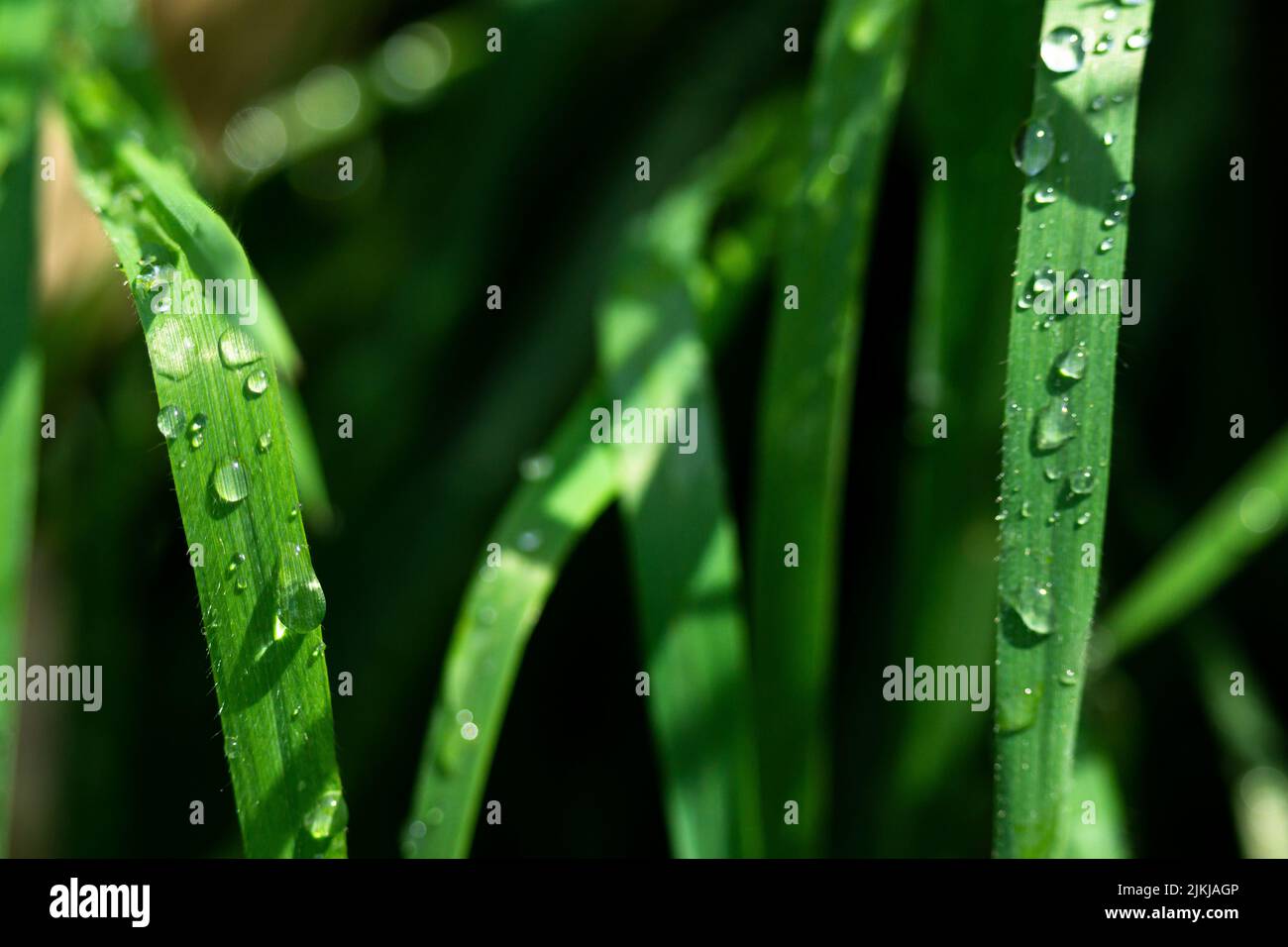Un gros plan de dewdrops sur des plantes vertes Banque D'Images