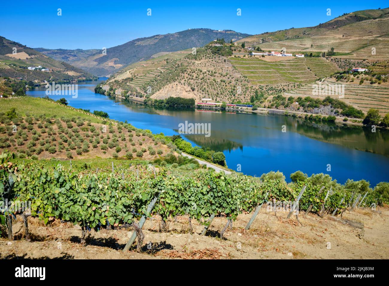 Vignes de raisin poussant sur les rives du Douro dans le nord du Portugal de Quinta S. Luiz pour la production de vin, à Tabuaço près de Régua. Banque D'Images