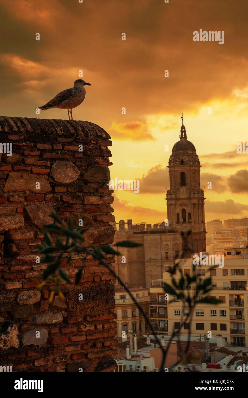 Un mouette au coucher du soleil depuis les murs de l'Alcazaba de la ville de Malaga et en arrière-plan la cathédrale de l'Incarnation de Malaga, Andalousie. Banque D'Images