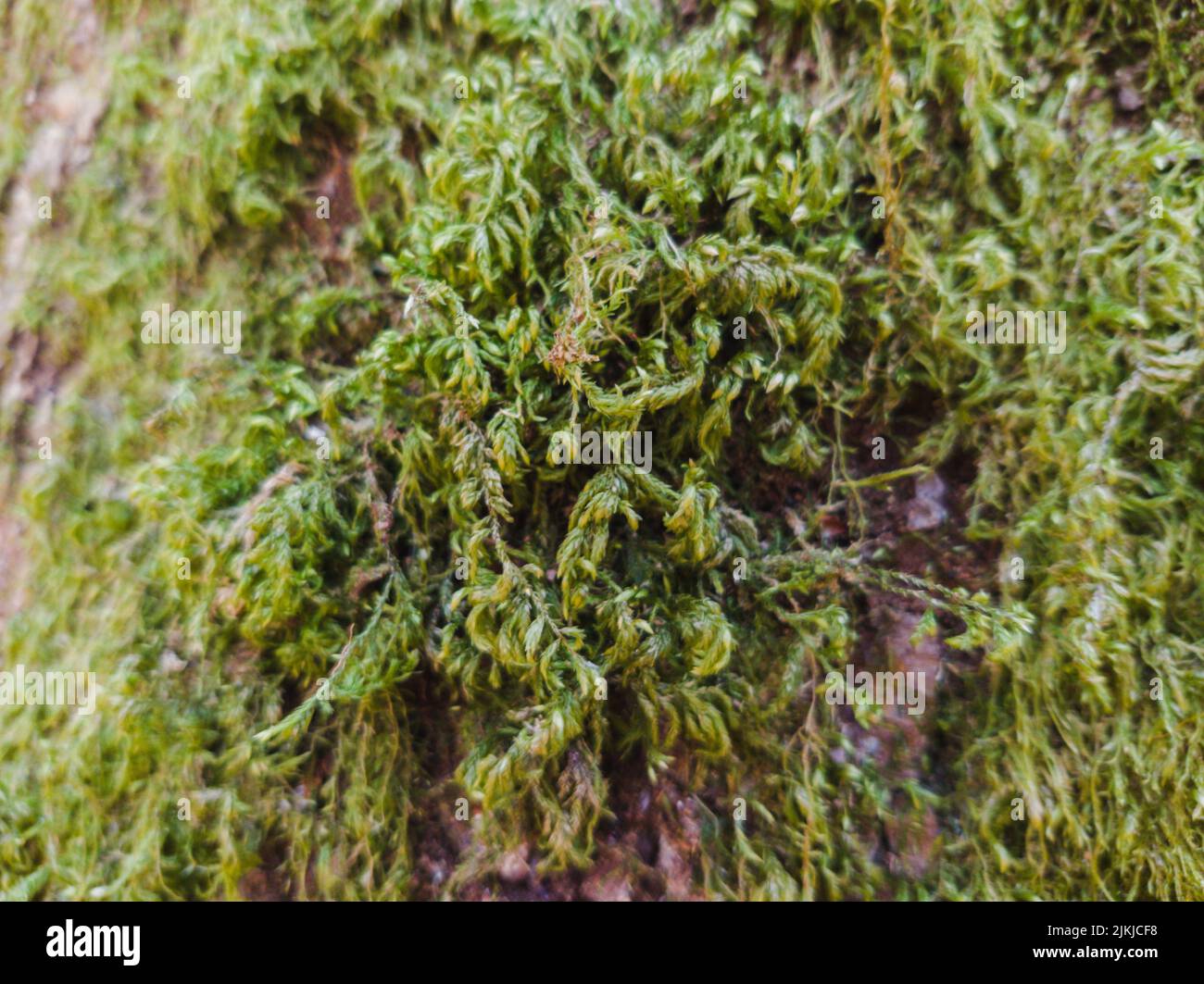A shallow focus closeup of green moss on the wet background Banque D'Images