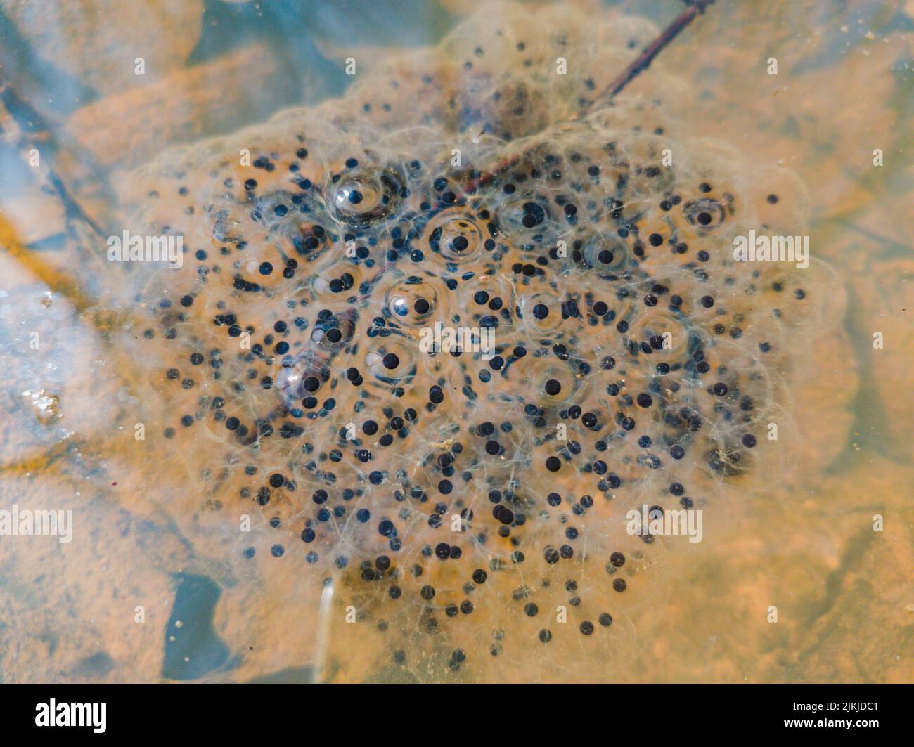 Vue de dessus du caviar de grenouille et des bulles dans une eau boueuse Banque D'Images