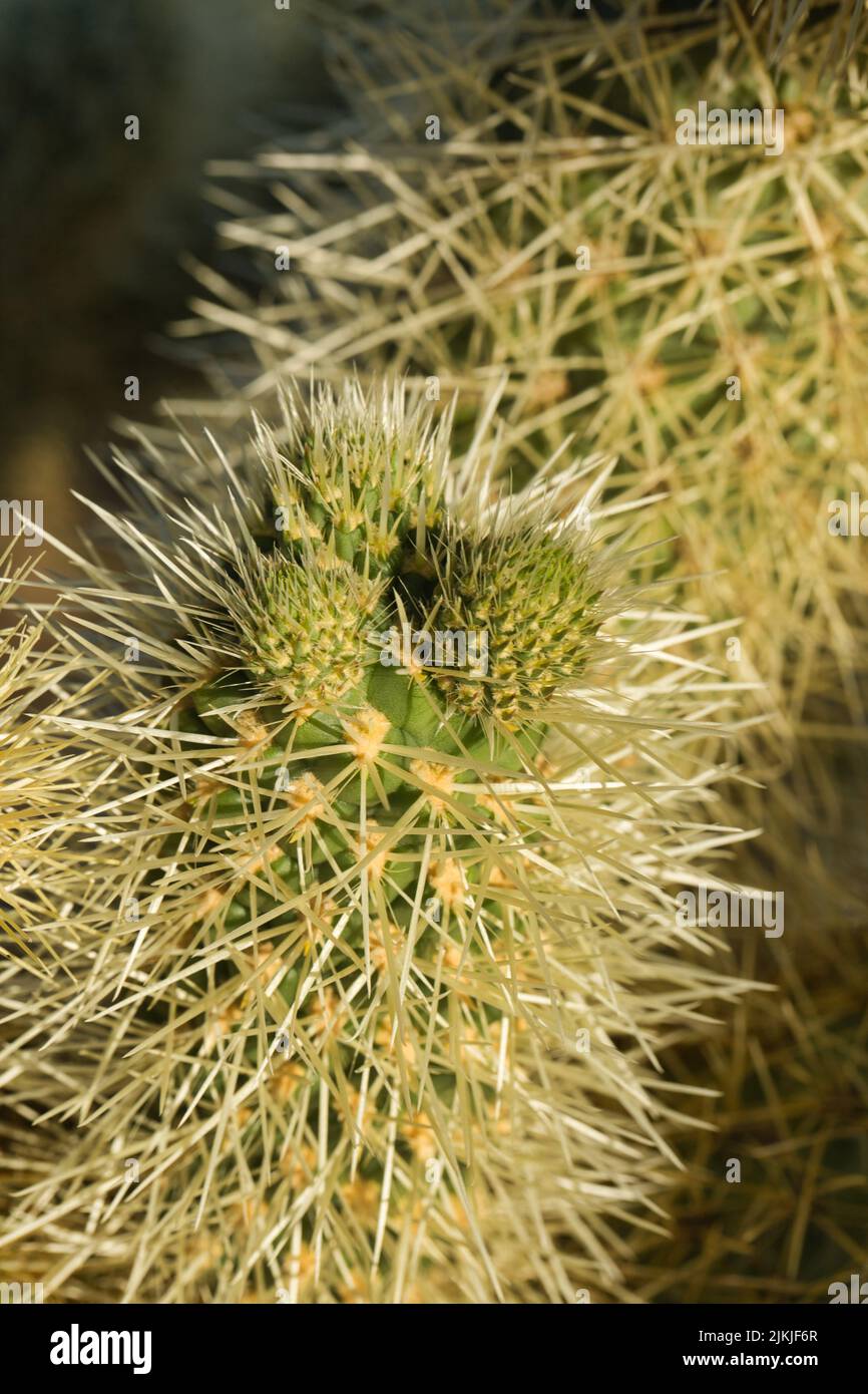 A vertical, close-up shot of a thorny cactus Banque D'Images