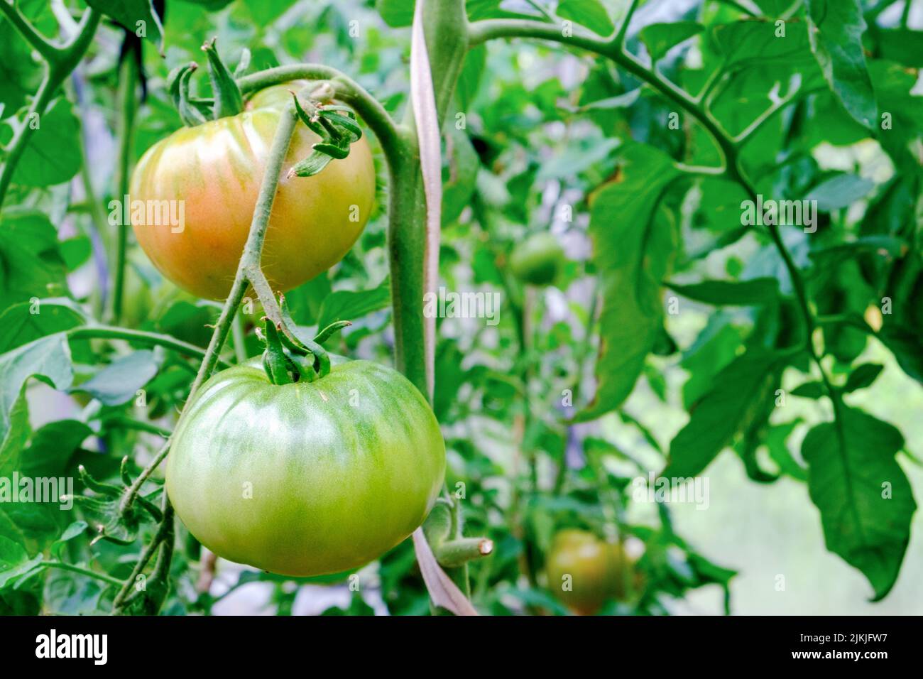 Grosses tomates sur une branche mûrissent en juillet Banque D'Images