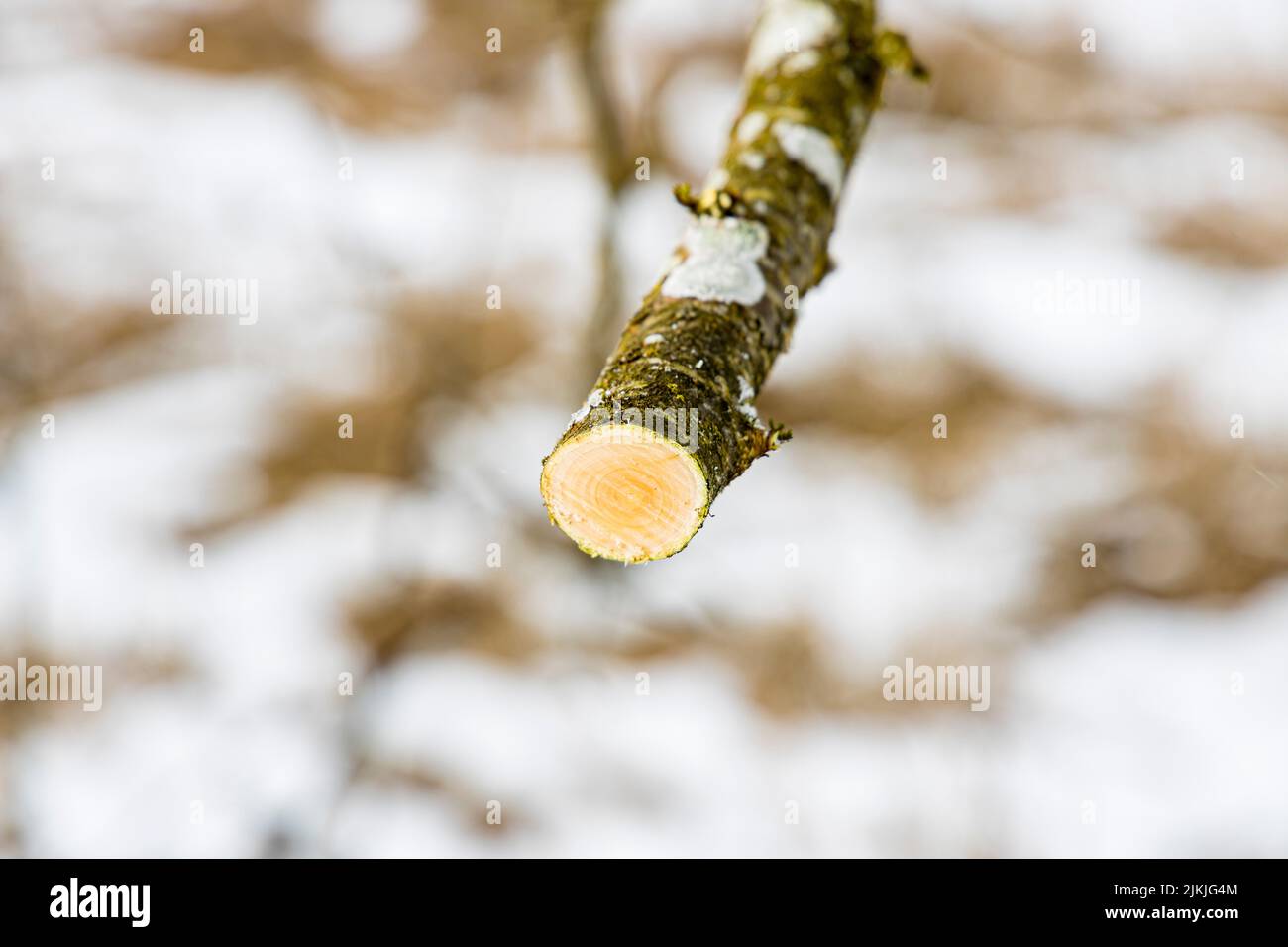 Élagage de fruits épars, branche avec élagage, hiver, pommier Banque D'Images