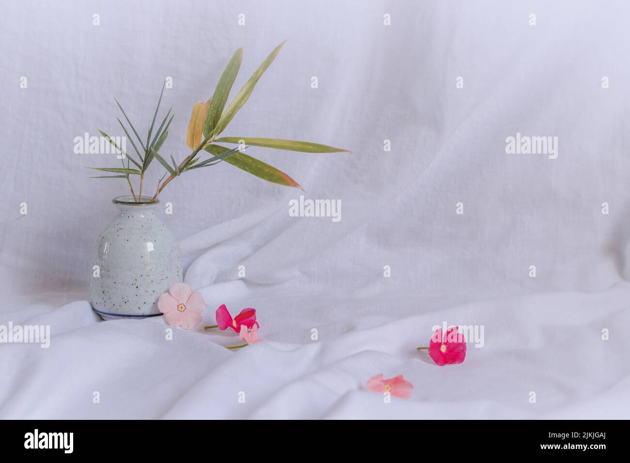 Composition de fleurs périWinkle dainty dans un fond blanc lumineux montrant l'esthétique fraîche et tranquille de printemps Banque D'Images