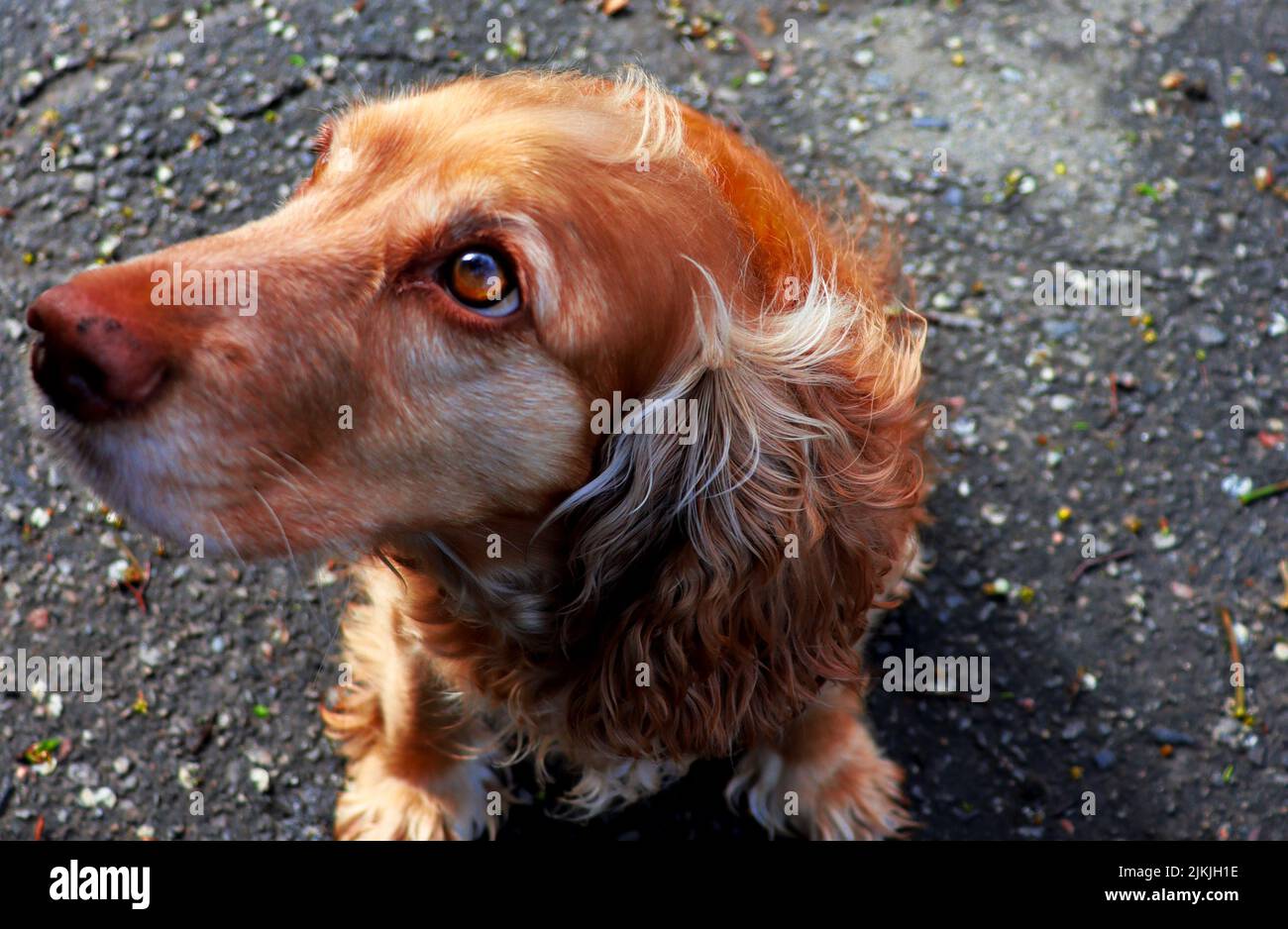 Magnifique chien au gingembre. Animal de compagnie à la recherche du propriétaire. Papier peint pour chien Banque D'Images