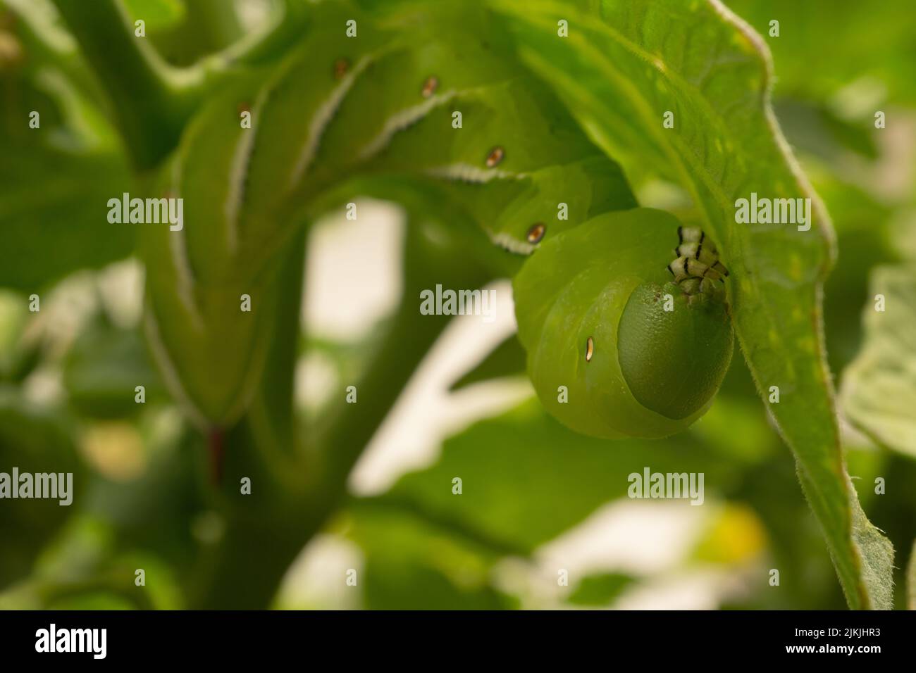 Gros plan d'une grande chenille de ver à cheval vert vif accrochée au bas d'une feuille d'une plante de tomate Banque D'Images