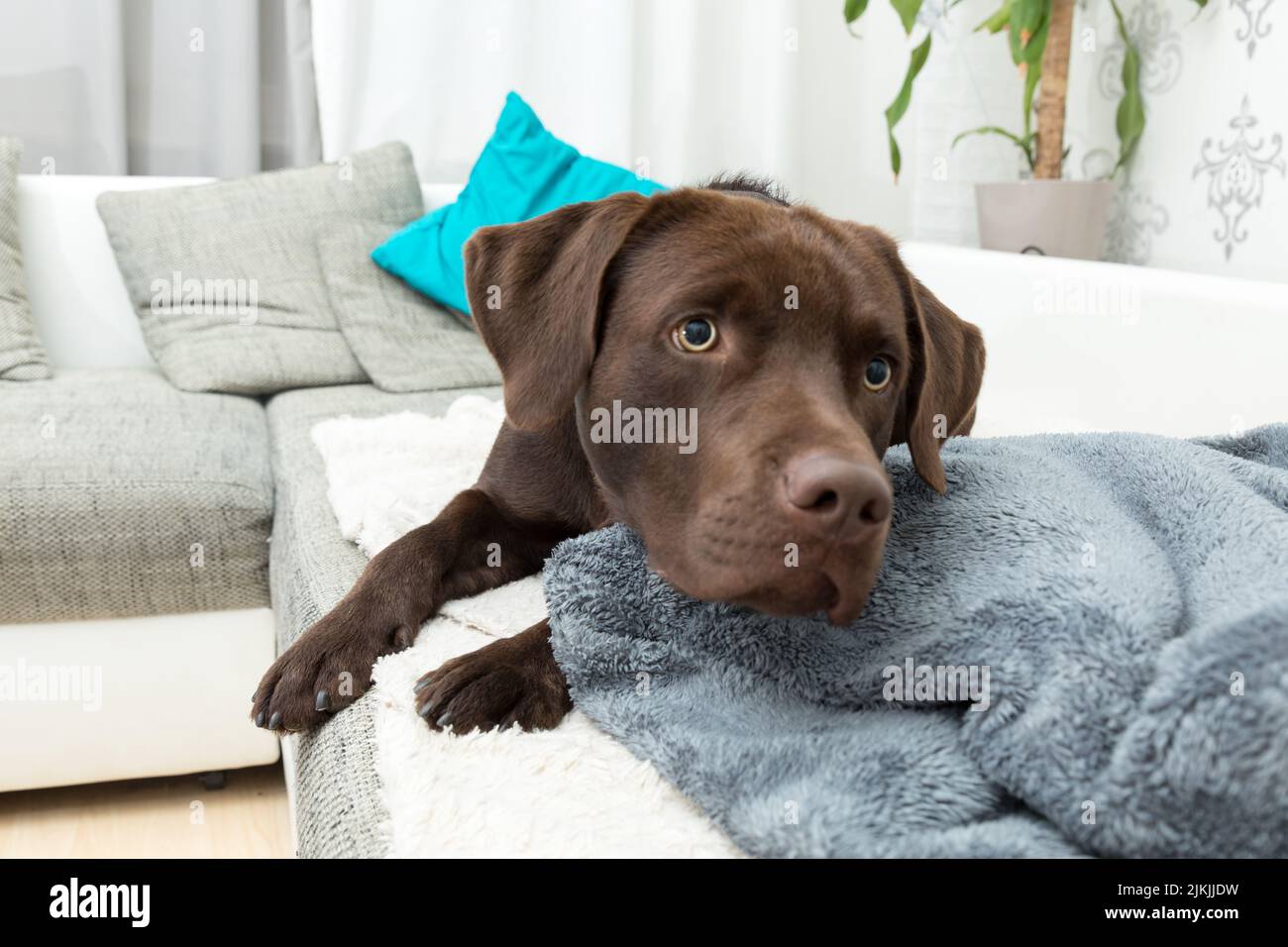 Un Labrador retriever brun couché sur la couverture souple à la maison Banque D'Images
