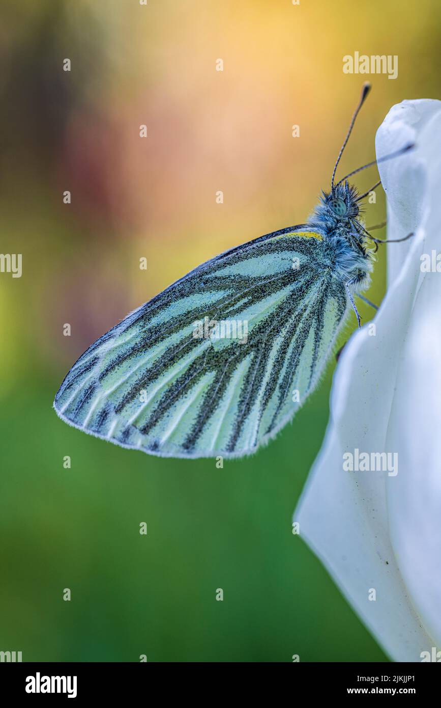 Papillon, arbre papillon blanc (Aporia crataegi) sur la tulipe Banque D'Images