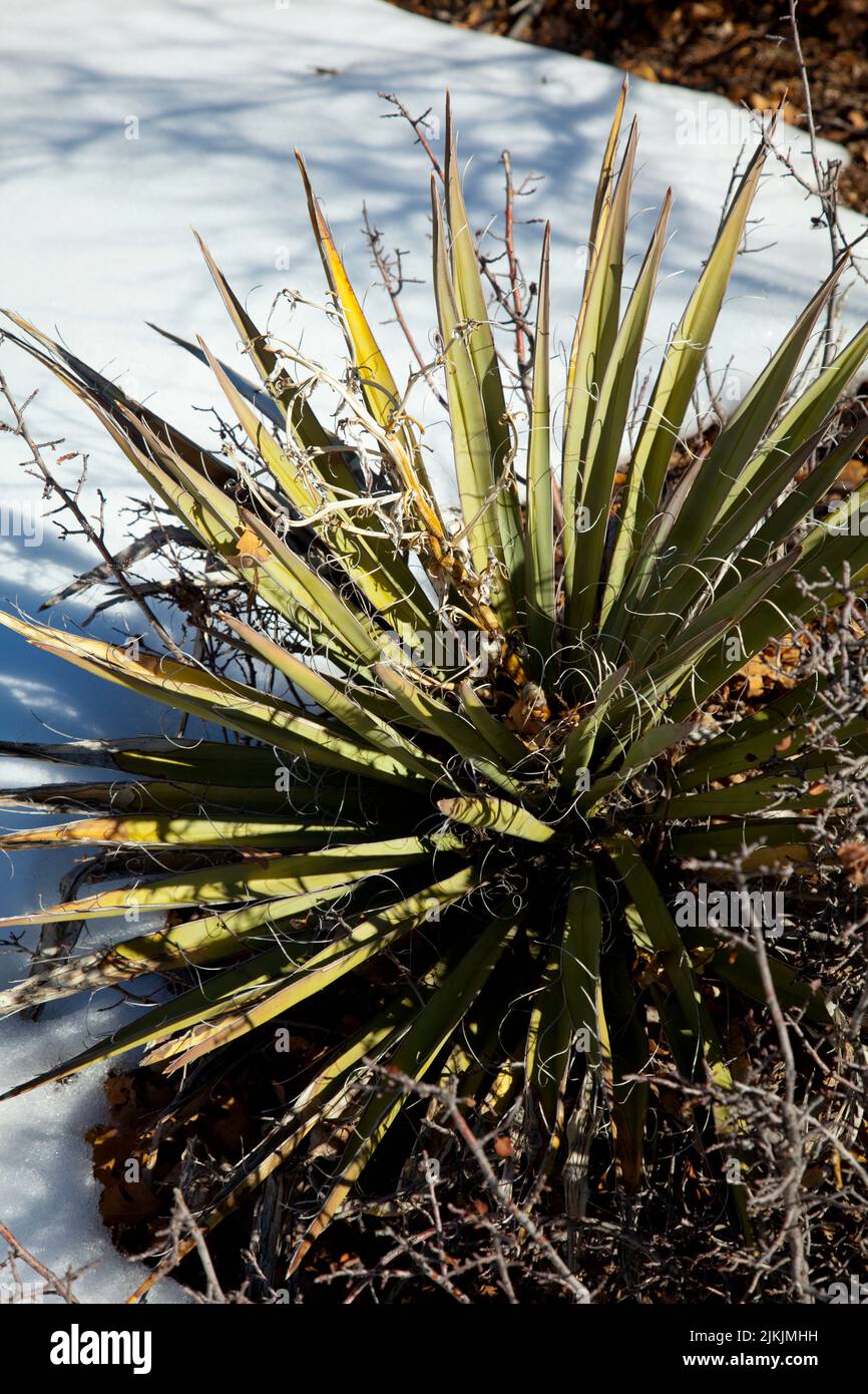 Les feuilles de plantes de Yucca ont été utilisées comme fibre par la culture Anasazi pour fabriquer des paniers et des sandales sur le plateau du Colorado Banque D'Images