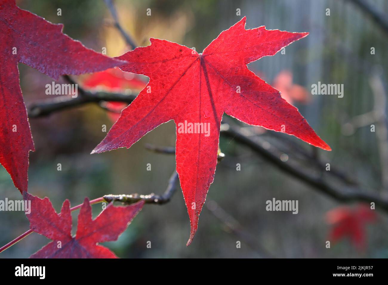 Gros plan de la feuille rouge Acer palmatum ‘Osakazuki’ Banque D'Images