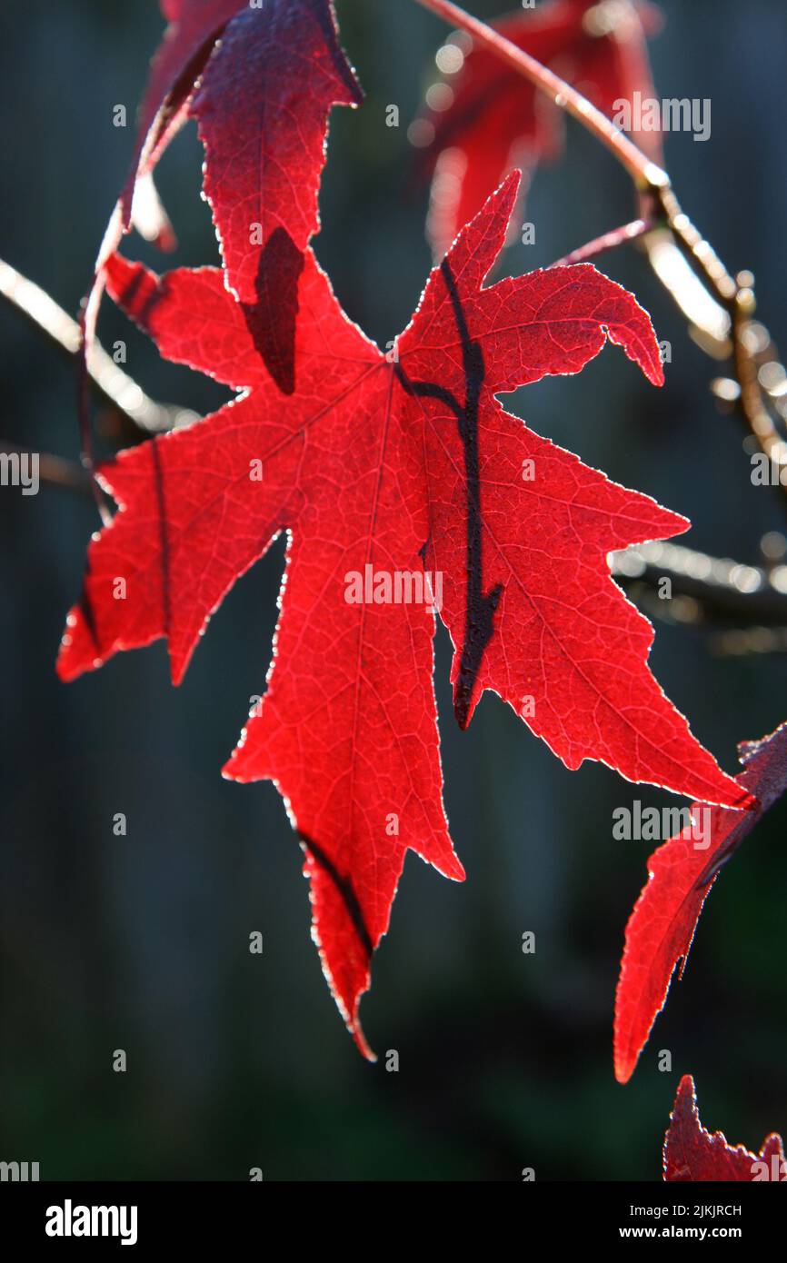 Gros plan de la feuille rouge Acer palmatum ‘Osakazuki’ Banque D'Images