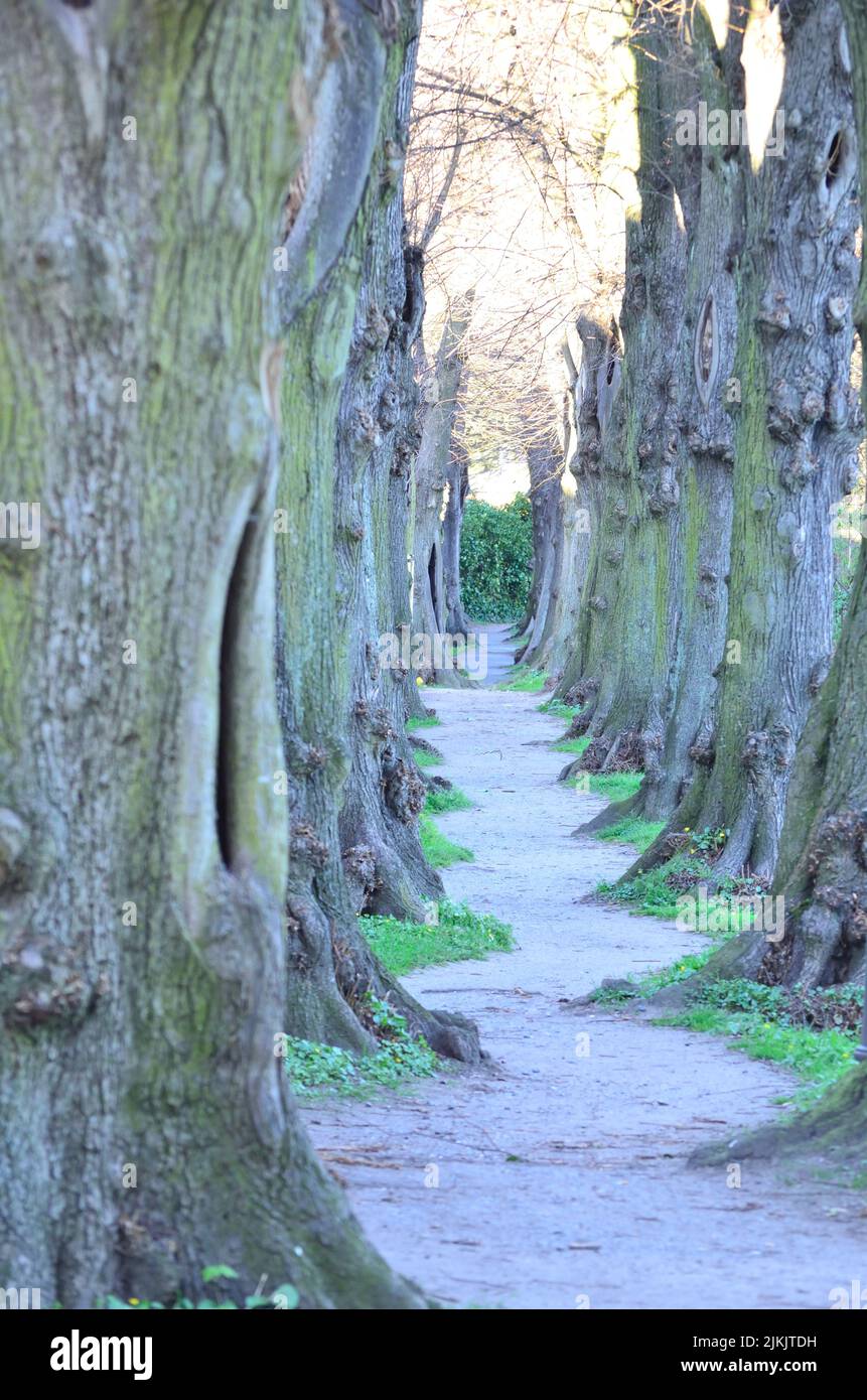 Le mur de Barbarossa devrait être la plus petite avenue bordée d'arbres du Bas Rhin. Banque D'Images