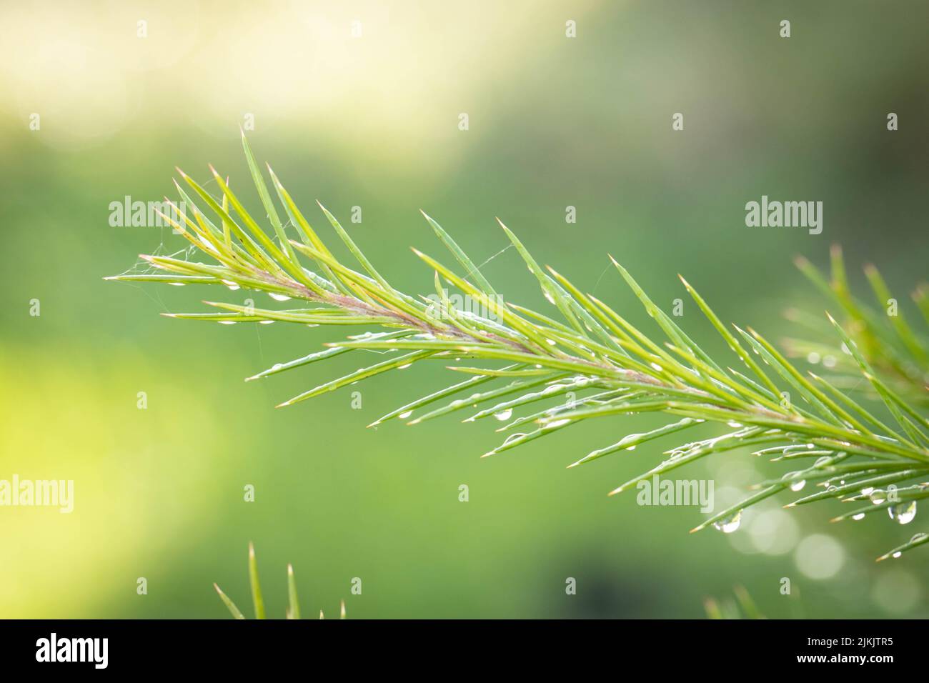 a close up shot of Narrow-leaved paperbark in the garden during rainy day. Banque D'Images