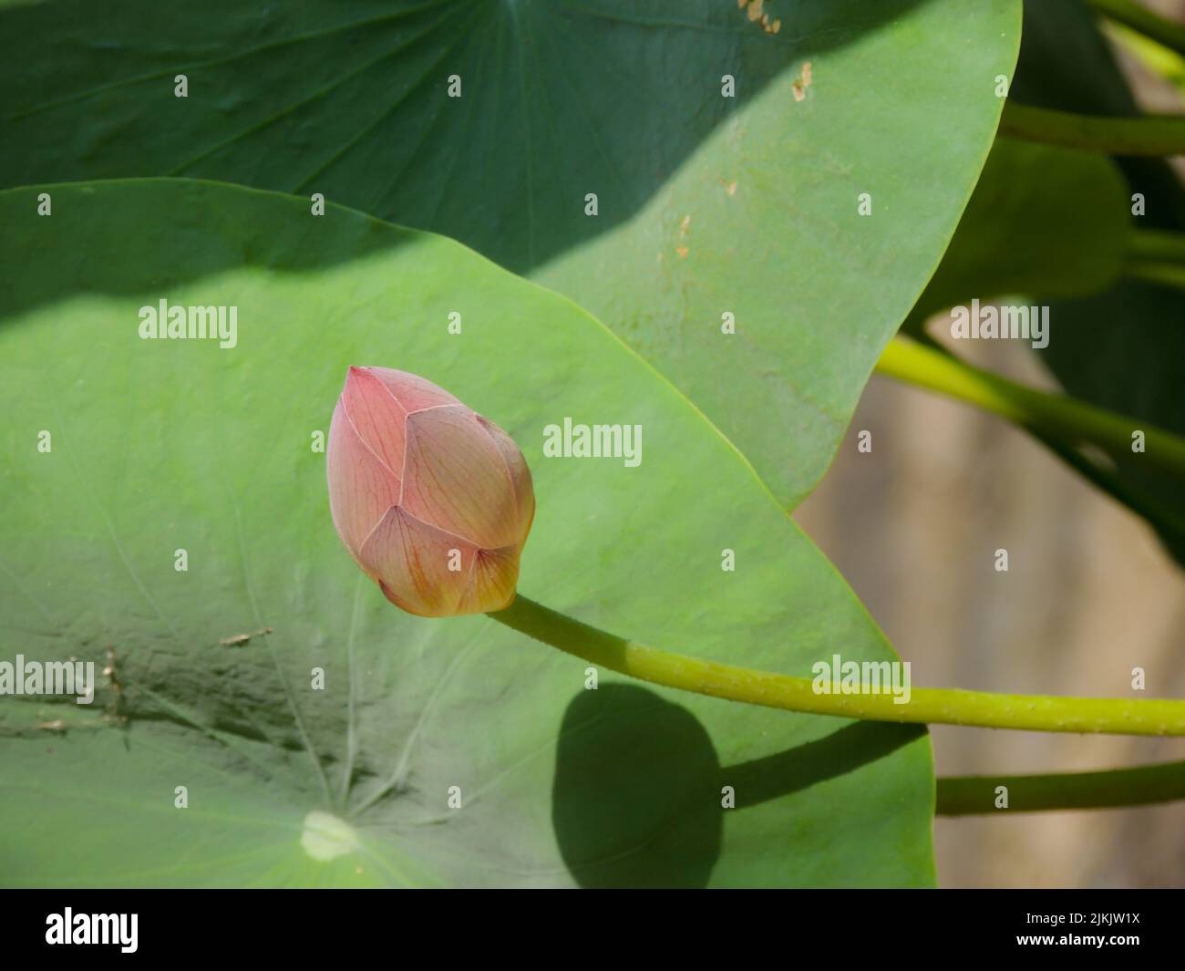 Gros plan du bourgeon de lotus à fleurs roses avec des feuilles en arrière-plan Banque D'Images