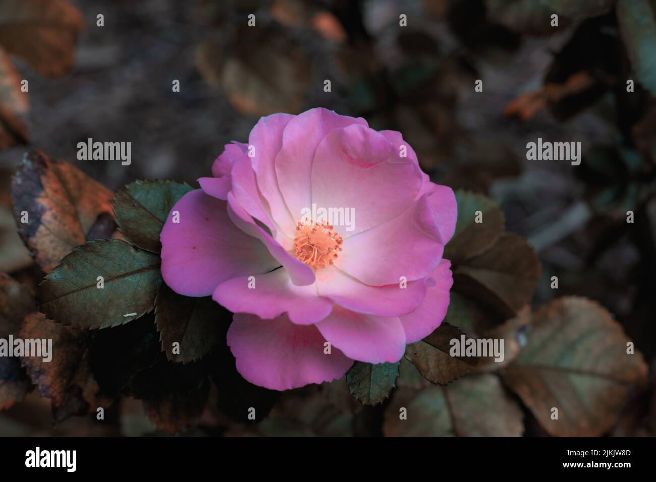 Gros plan d'une fleur rose d'arbuste sauvage Banque D'Images