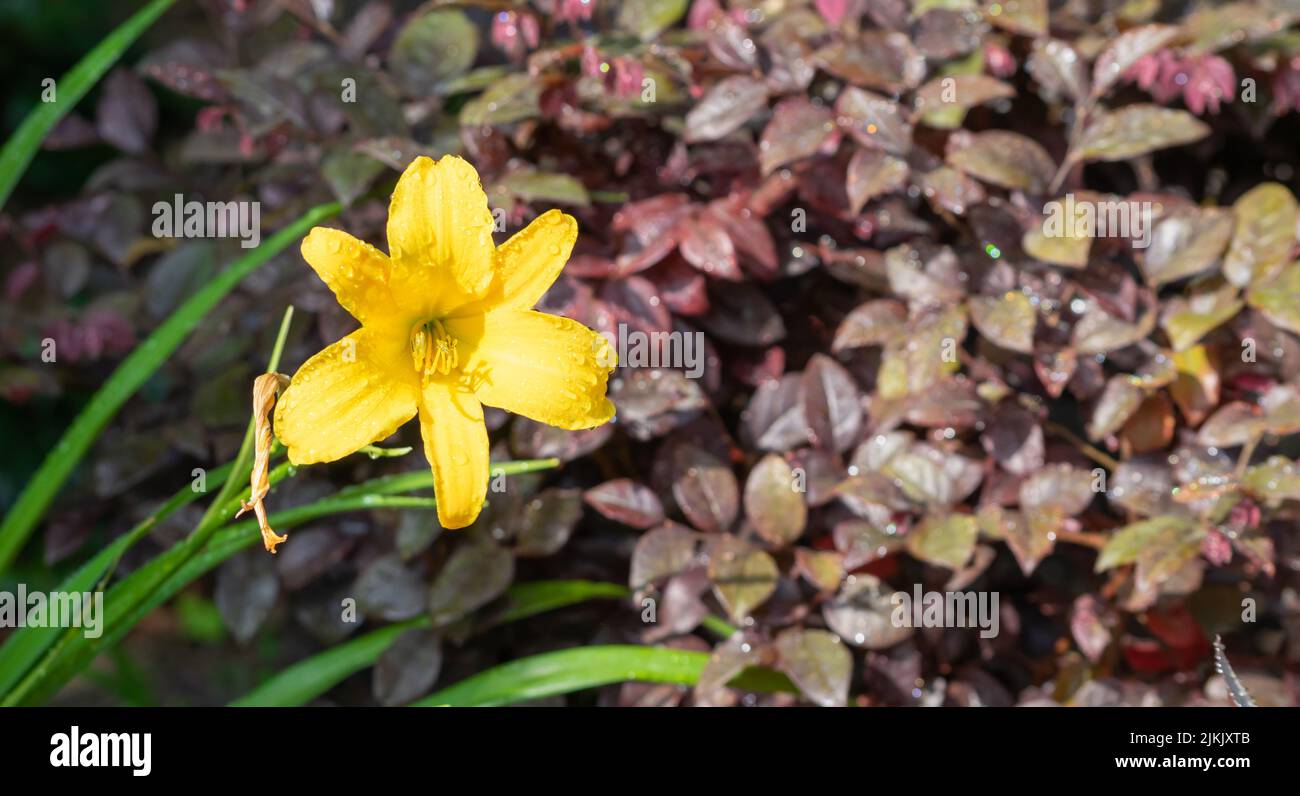 Hermosa flor azucena amarilla, Hemerocallis lioasphodelus en un jardín de Saint-Jacques-de-Compostelle, Espagne Banque D'Images