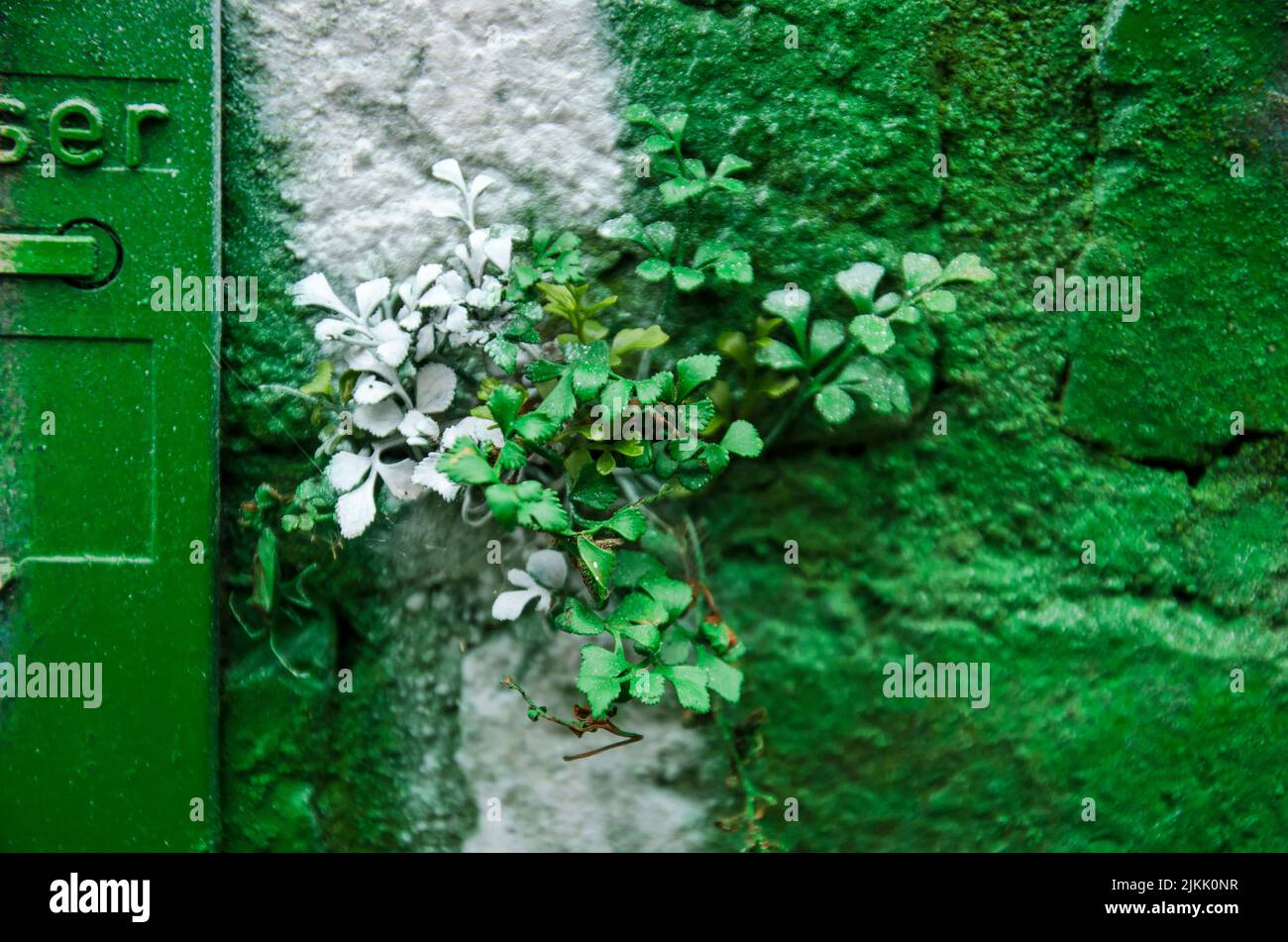 Petite plante poussant dans le mortier dans un mur de brique et récemment pulvérisé (pas par le photographe) dans la peinture verte et blanche Banque D'Images