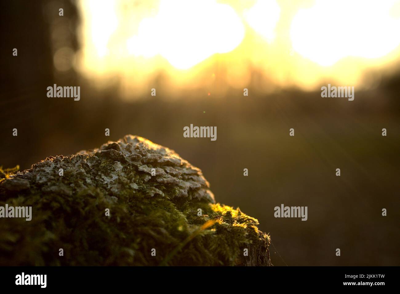 A selective focus shot of rock covered with moss in the sunshine Banque D'Images