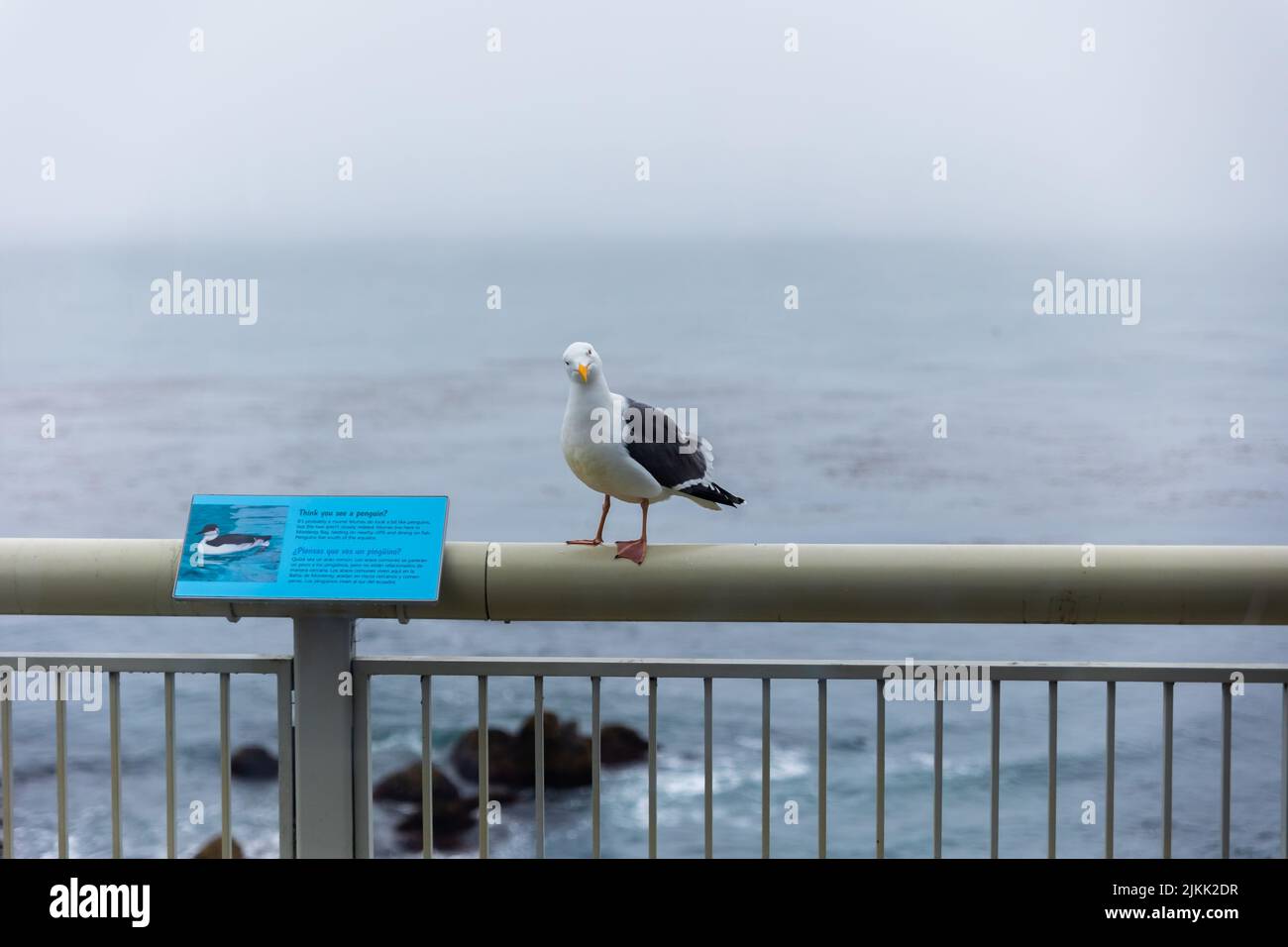 Une photo d'un papillon avec sa tête légèrement inclinée debout sur une barre métallique au rivage Banque D'Images