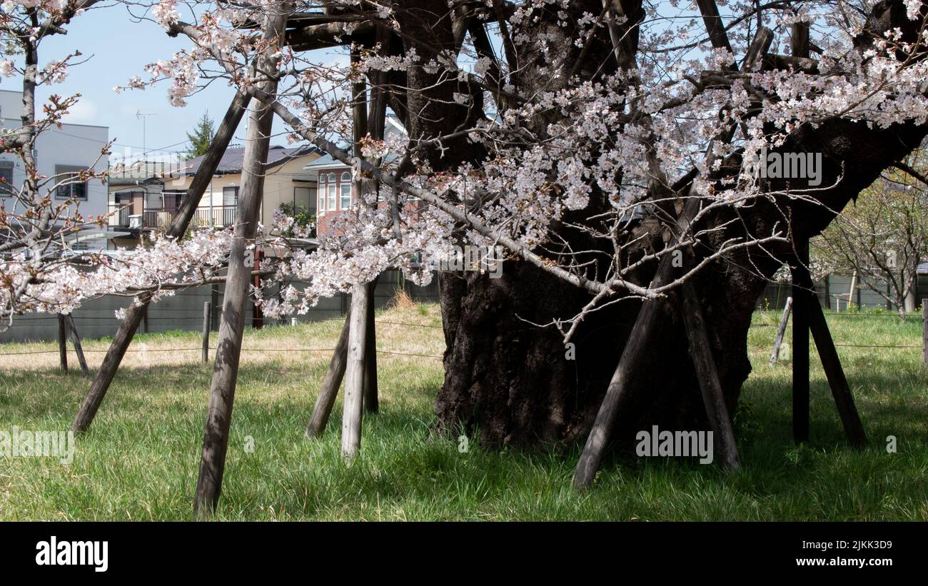 Un magnifique arbre en fleurs dans un parc Banque D'Images