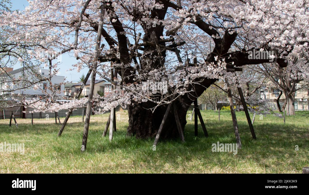 Un magnifique arbre en fleurs dans un parc Banque D'Images