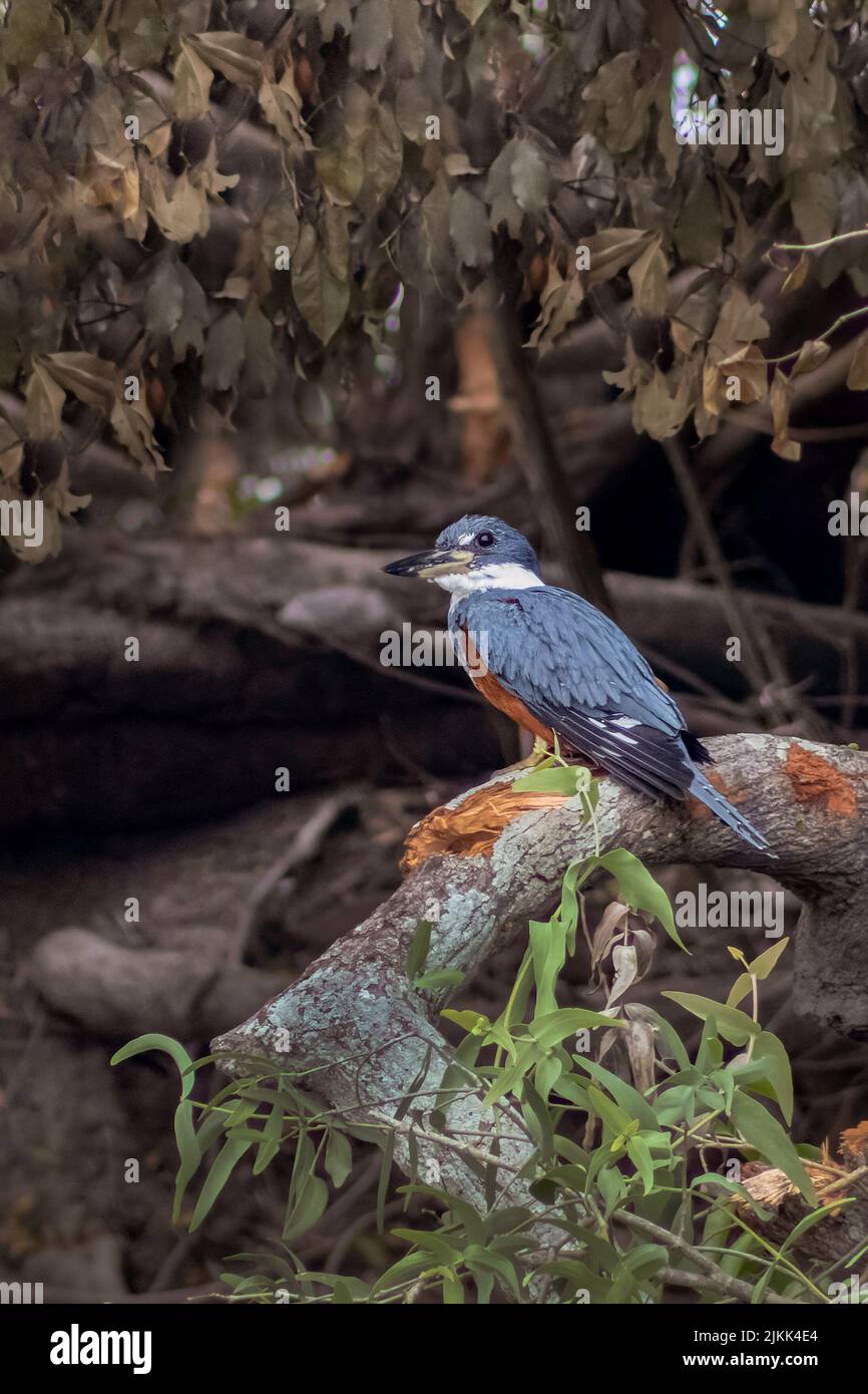 Un Kingfisher annelé, un oiseau qui pêche en plongée dans les eaux des rivières et des lacs Banque D'Images